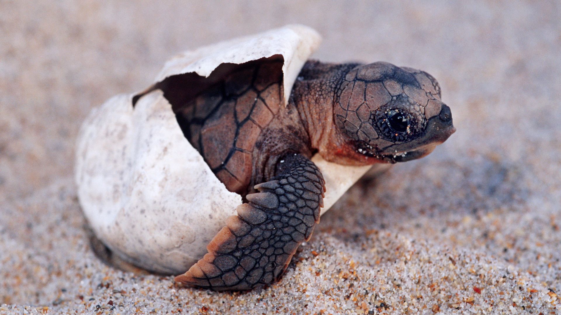 Loggerhead turtle, Caretta caretta, is endangered. A nest contains about 100 eggs. Hatchlings try to avoid many predators during their escape to the open ocean.