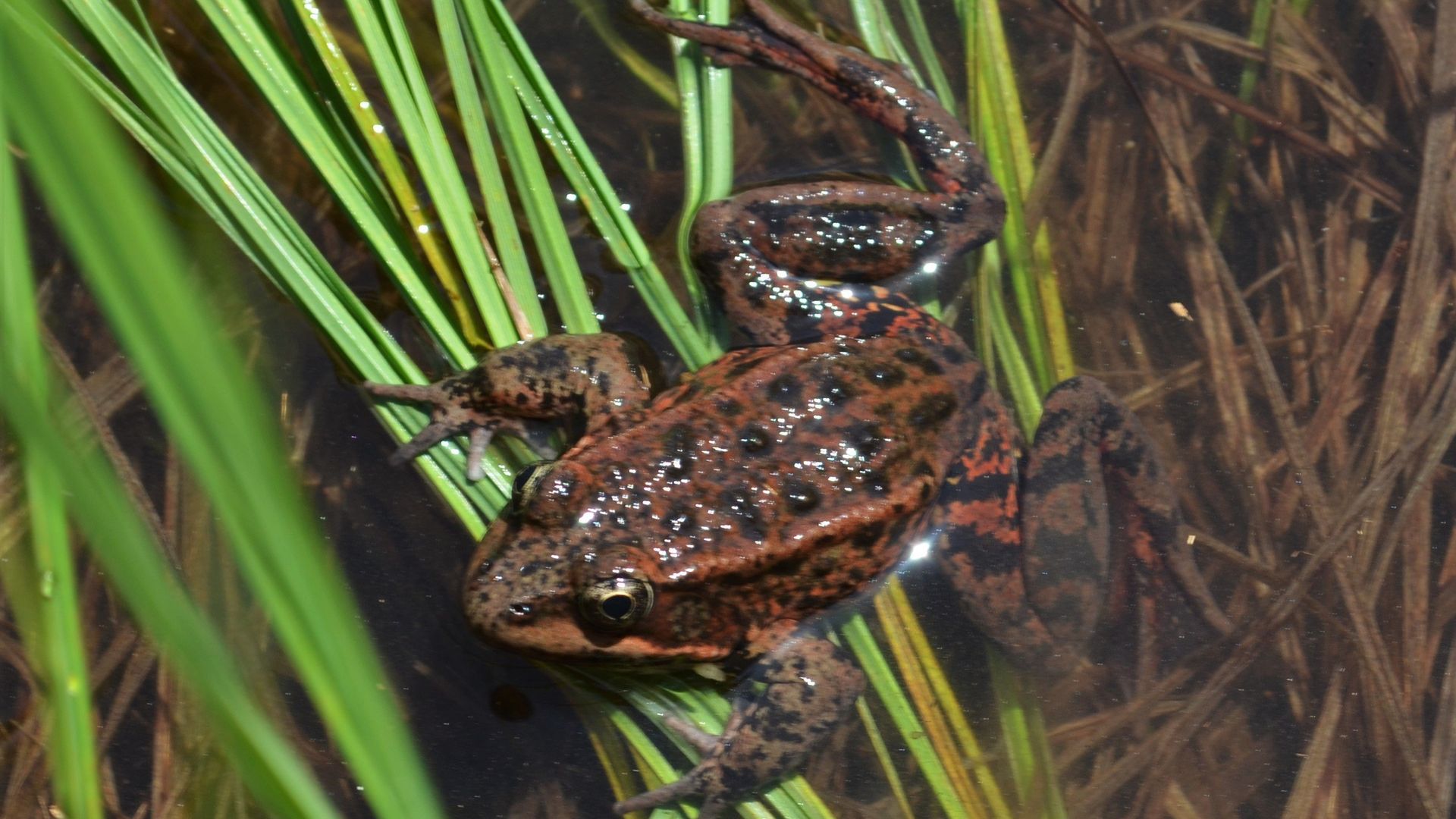 The Red-legged frog, which is listed as a threatened species by the U.S. Fish and Wildlife Service, in a pond in Yosemite Valley in May 2019.