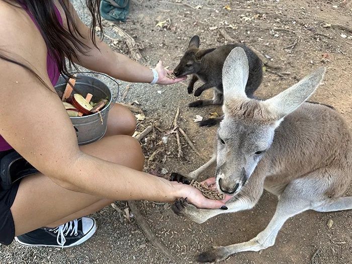 person petting two kangaroos