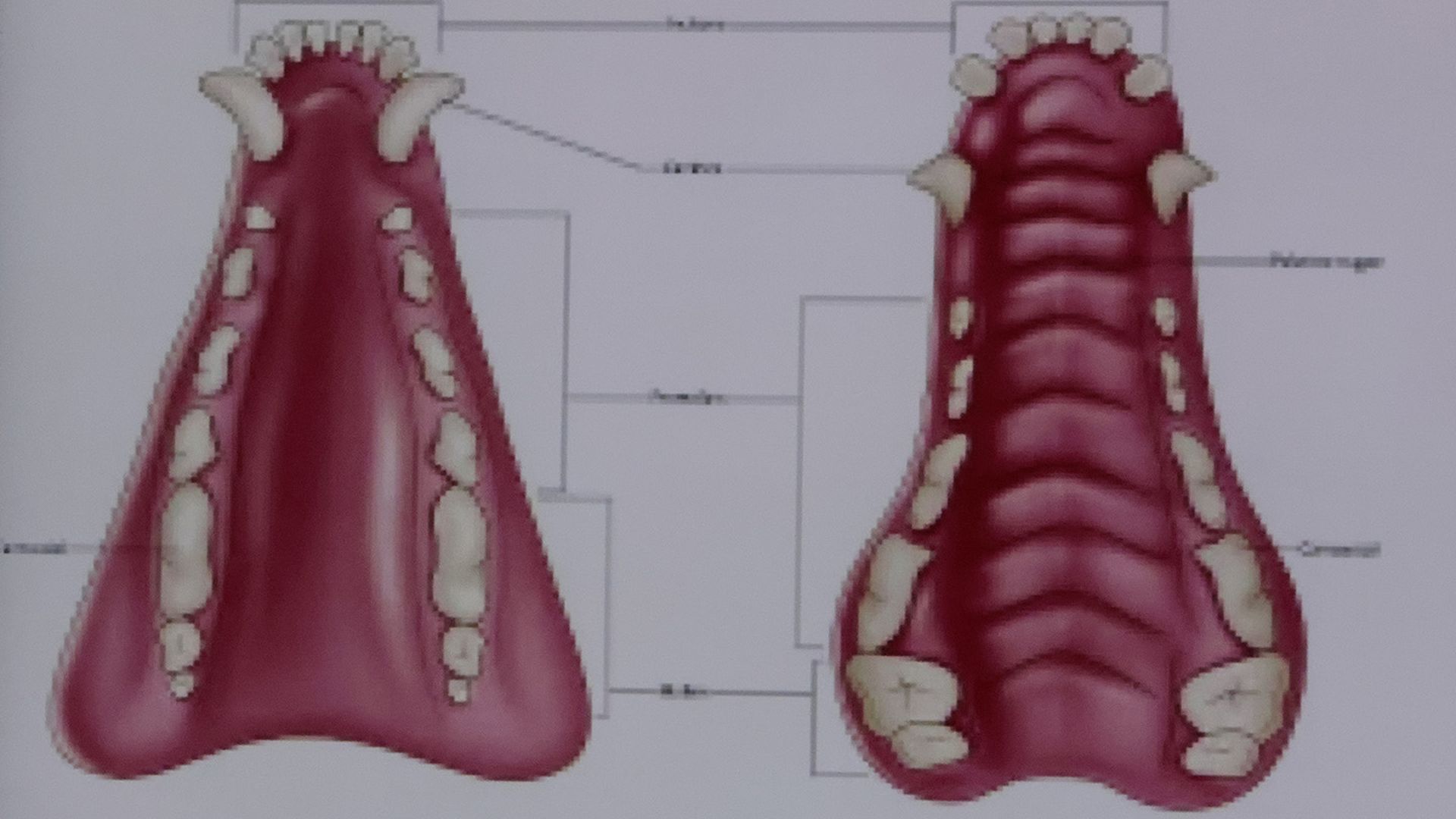diagram of dog teeth