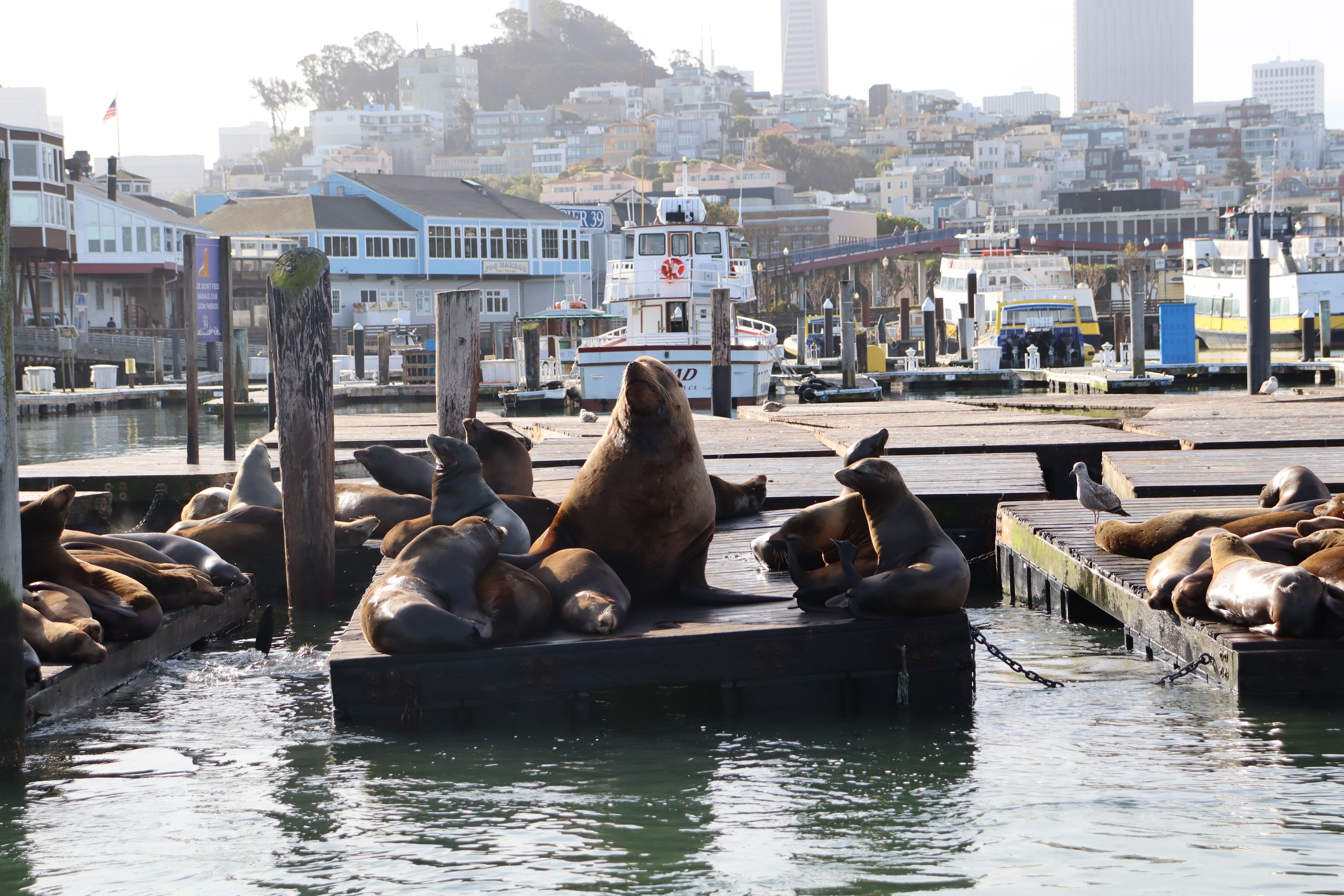 A harbor scene with numerous sea lions lounging on wooden docks, boats moored nearby, and a dense cityscape rising behind the waterfront under bright daylight.