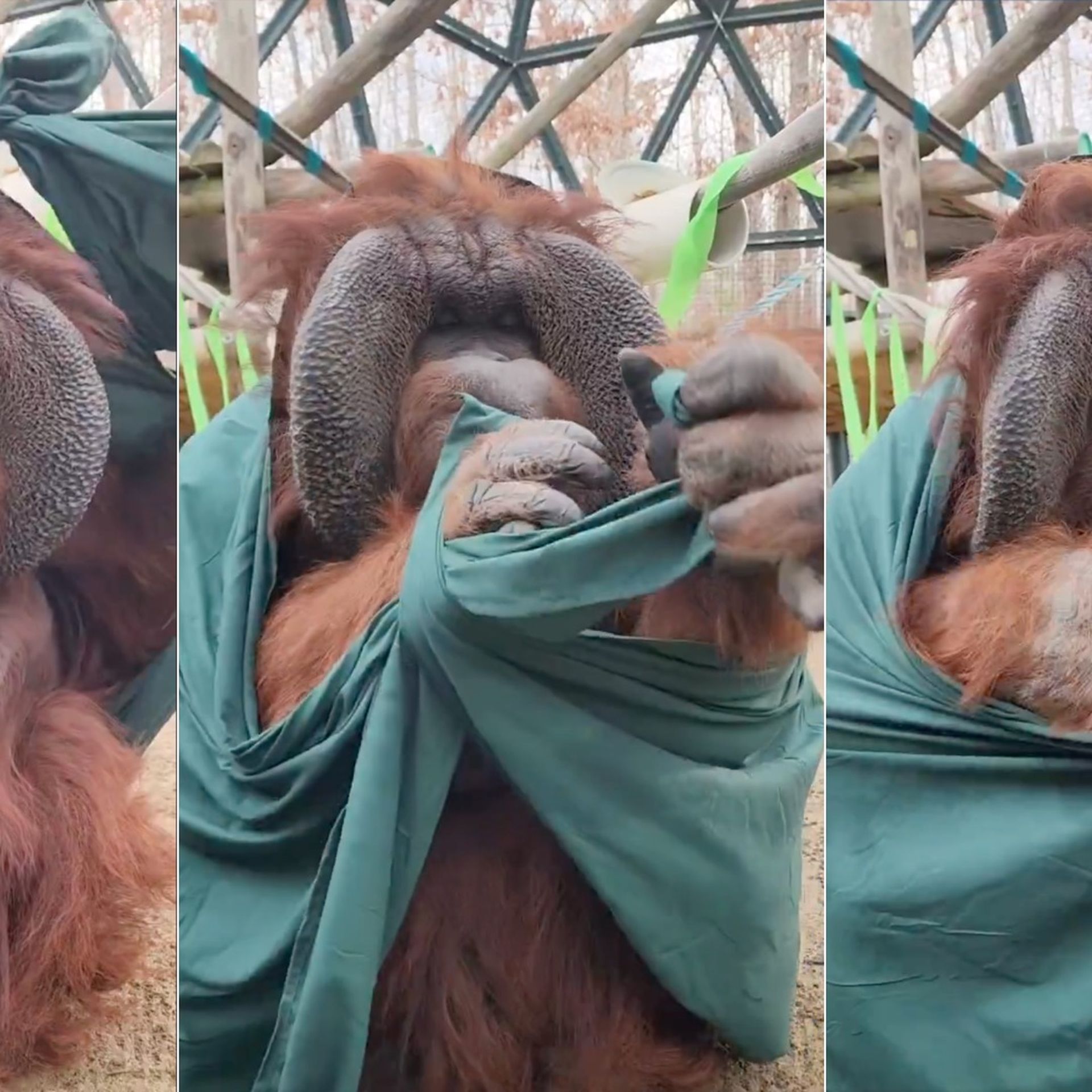 Everyone's obsessed with Patrick the orangutan and his double knot