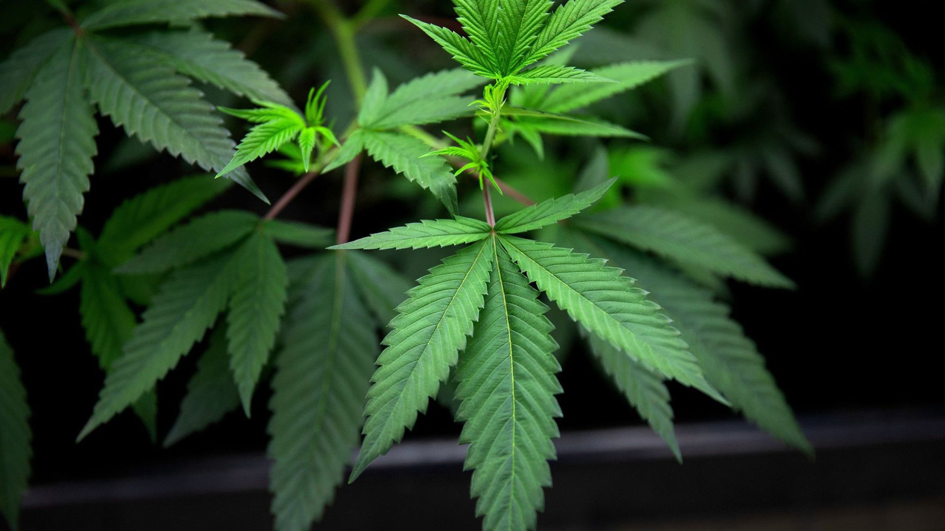 Cannabis