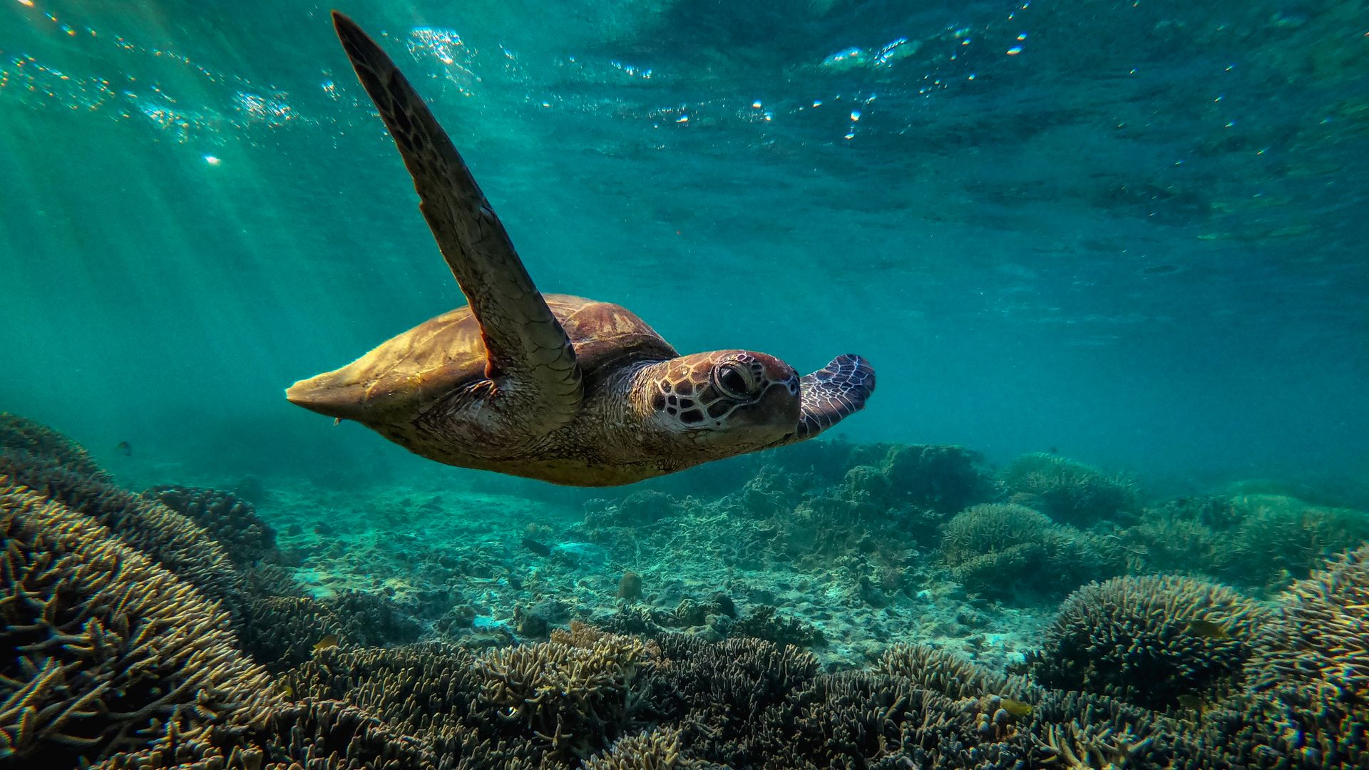  A green sea turtle is flourishing among the corals at lady Elliot island