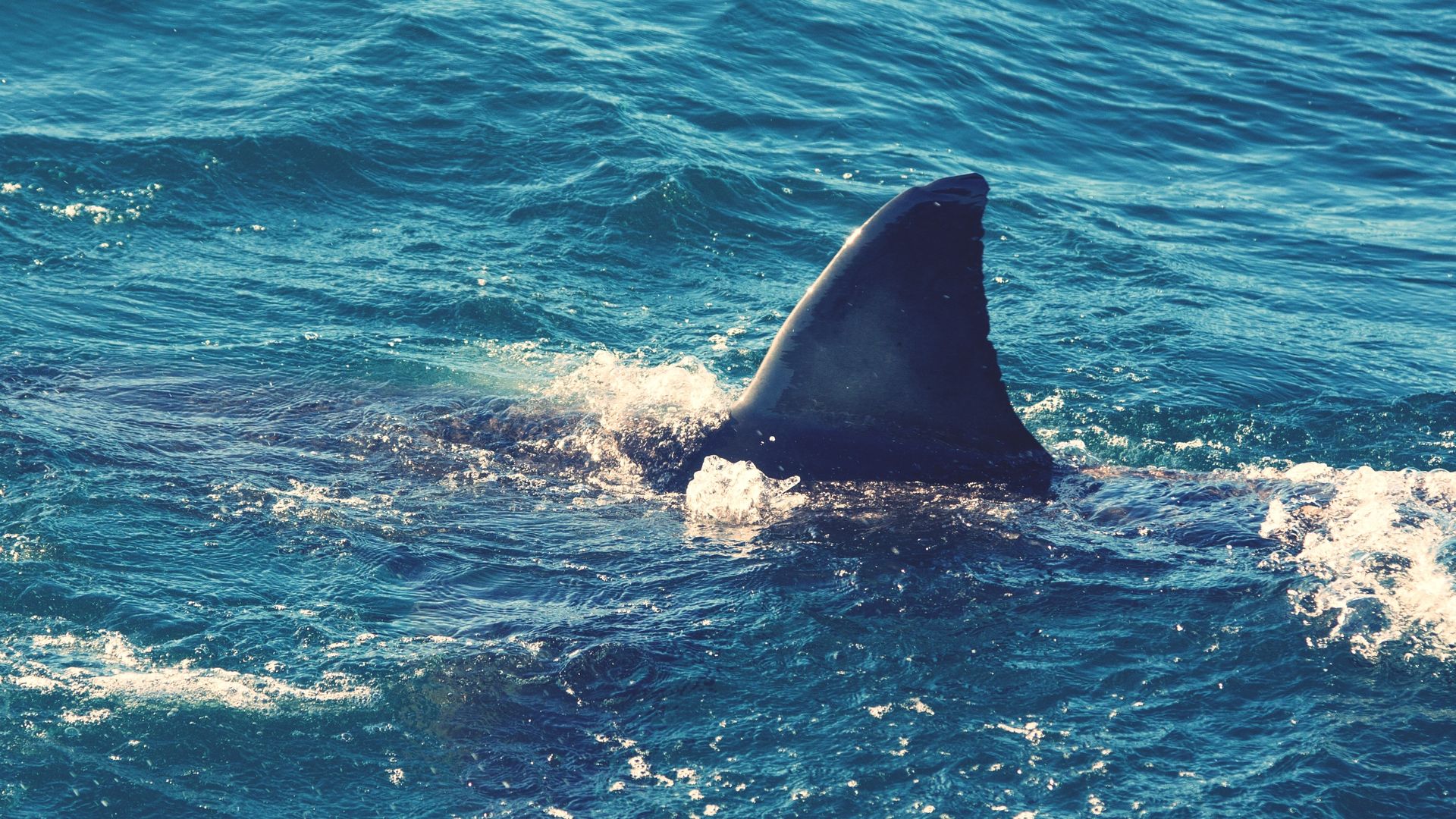 Photo of a shark fin sticking out of the water.