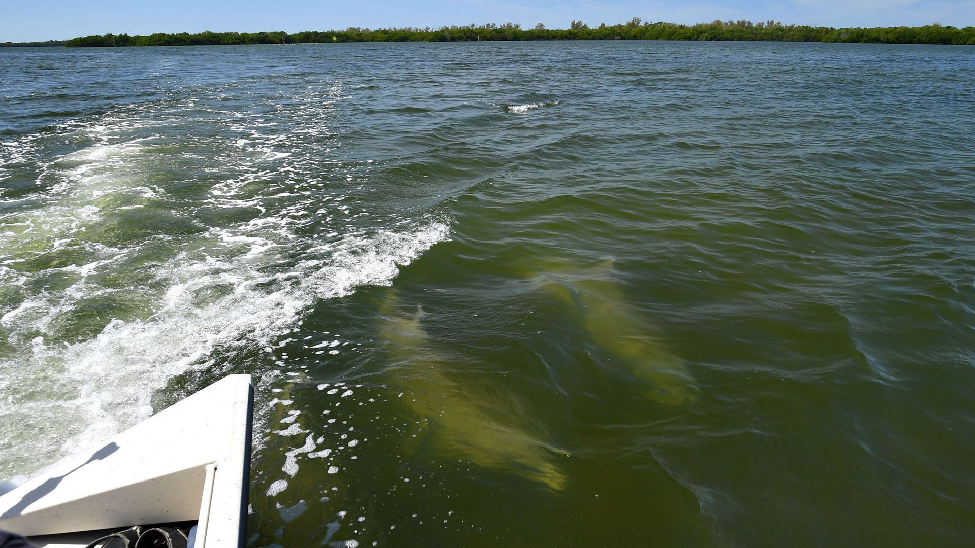 Dolphins swim in the wake of a Tampa Bay Waterkeeper boat last March near Port Manatee.