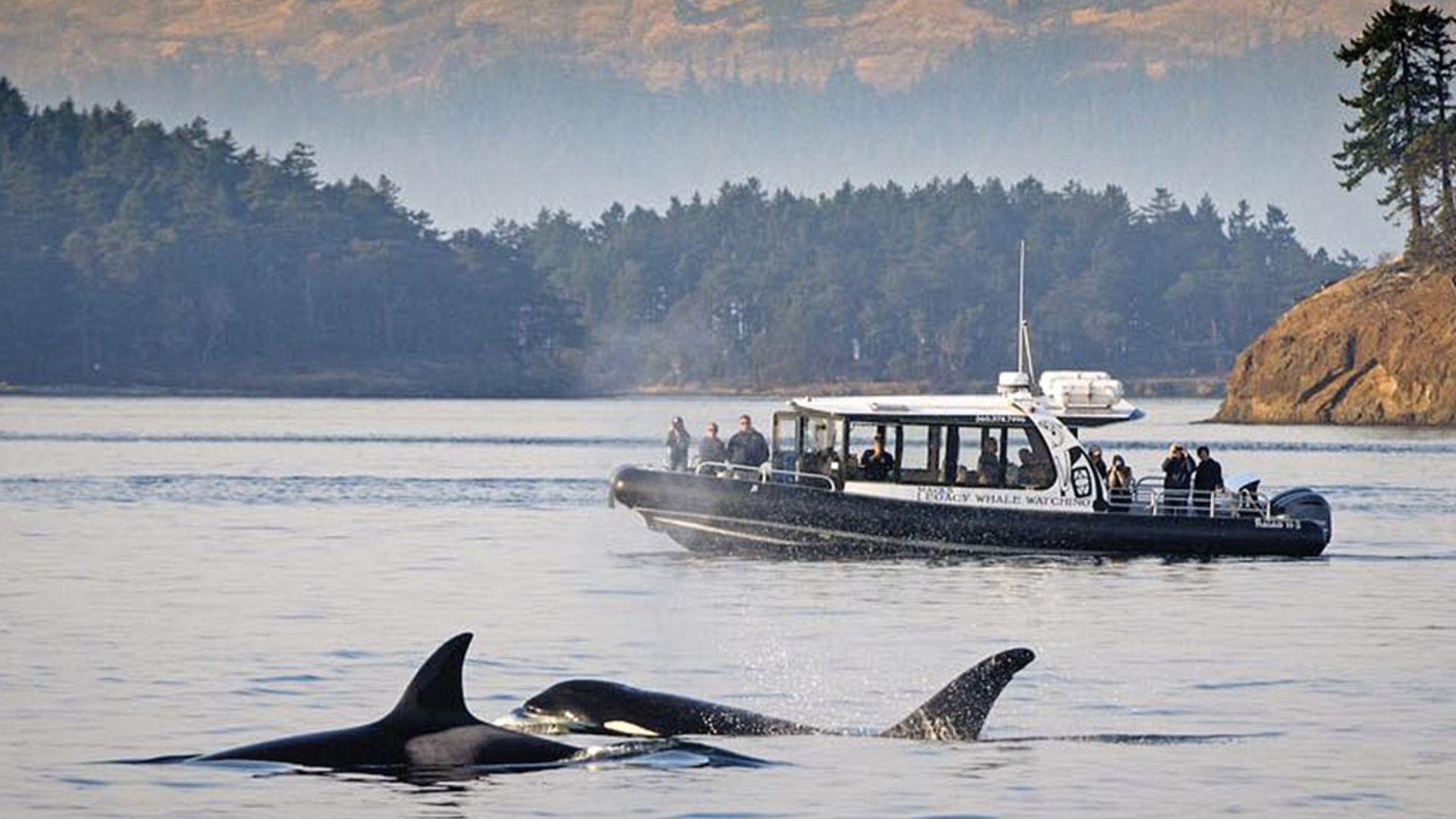 Two whales swim in front of a small tour boat. 