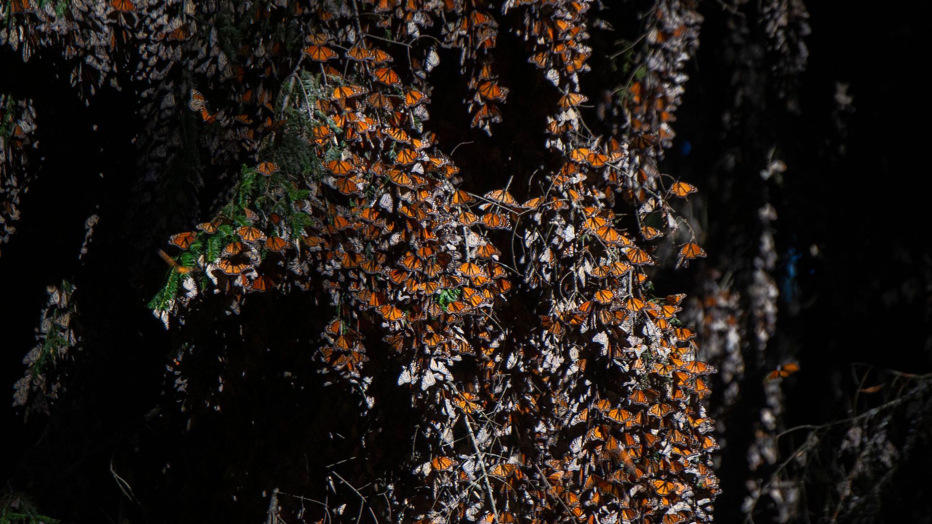 Many Monarch butterflies are gathered around a tree bark 
