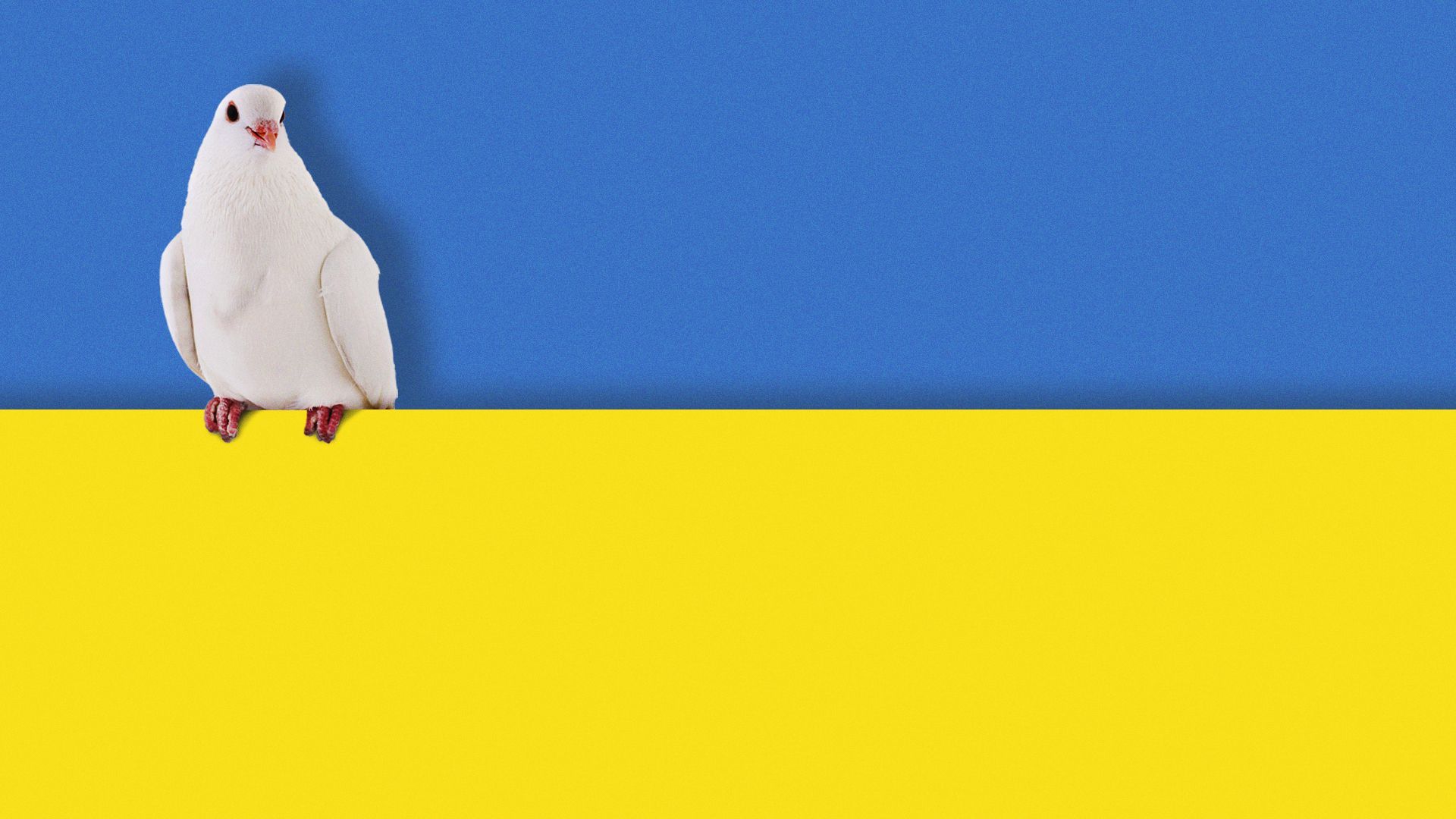 Illustration of a dove perched on the line in the middle of the Ukrainian flag.