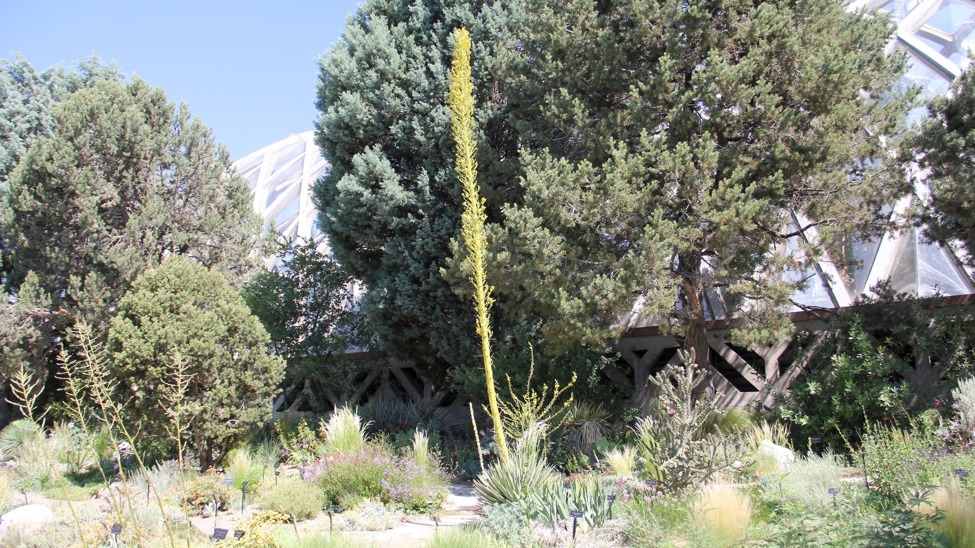 Sunny garden with a tall yellow flower spike in the center, flanked by dense evergreen trees. Short desert plants and grasses dot the foreground; the glassy structure with panes looms behind.