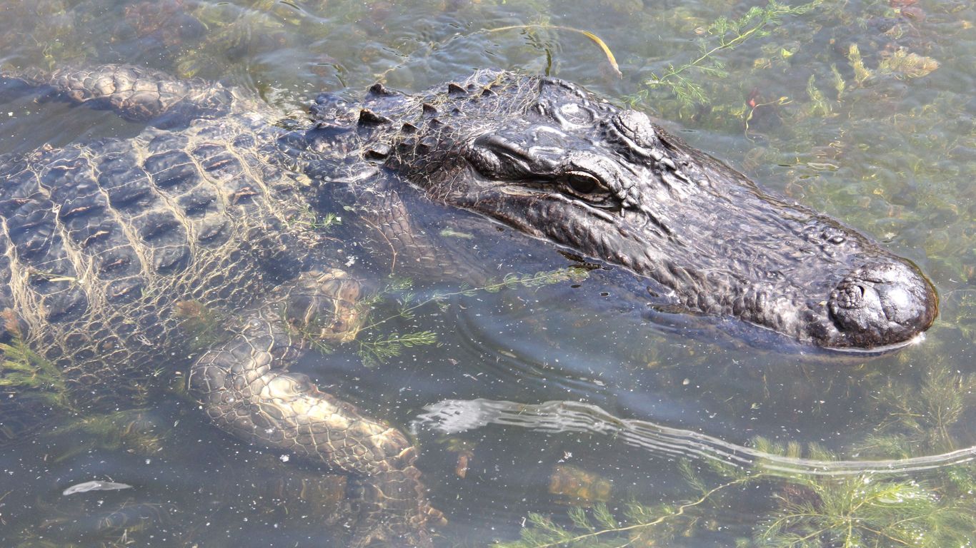 The American alligator is an Endangered Species Act win - Axios New Orleans