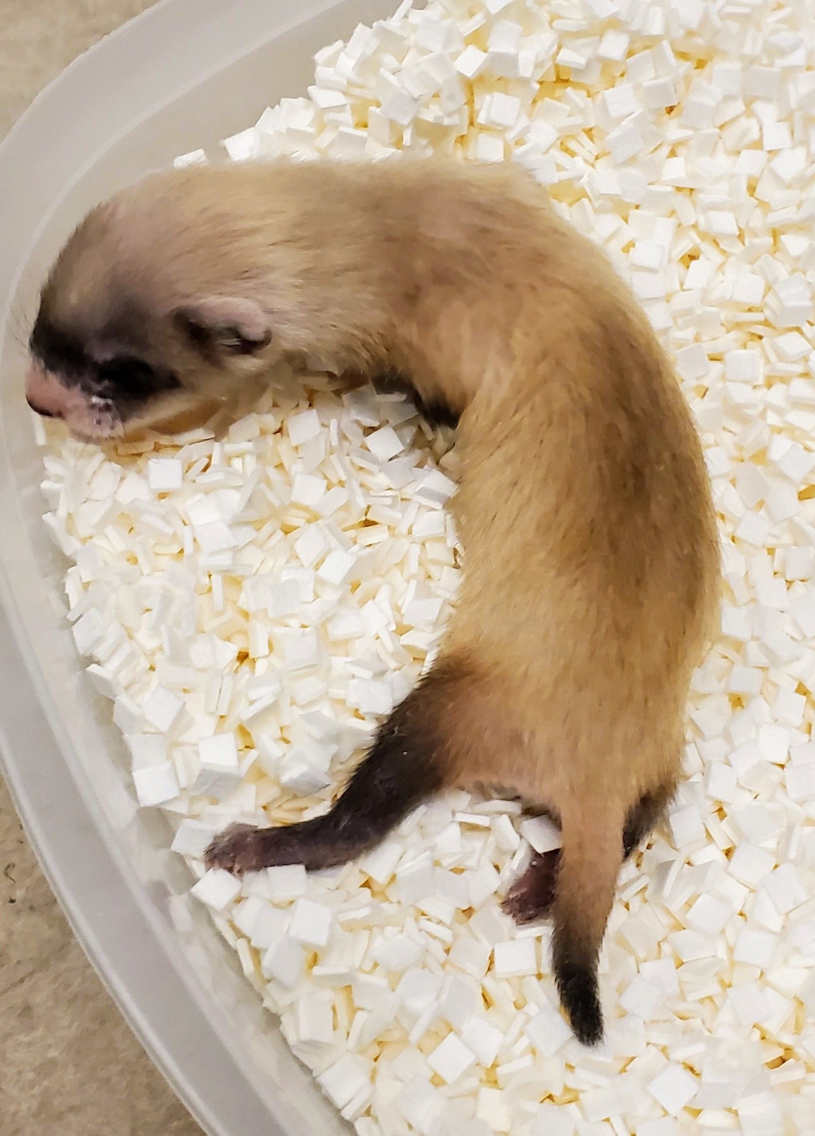 Elizabeth Ann, the first cloned black-footed ferret and first-ever cloned U.S. endangered species, at 26 days old.