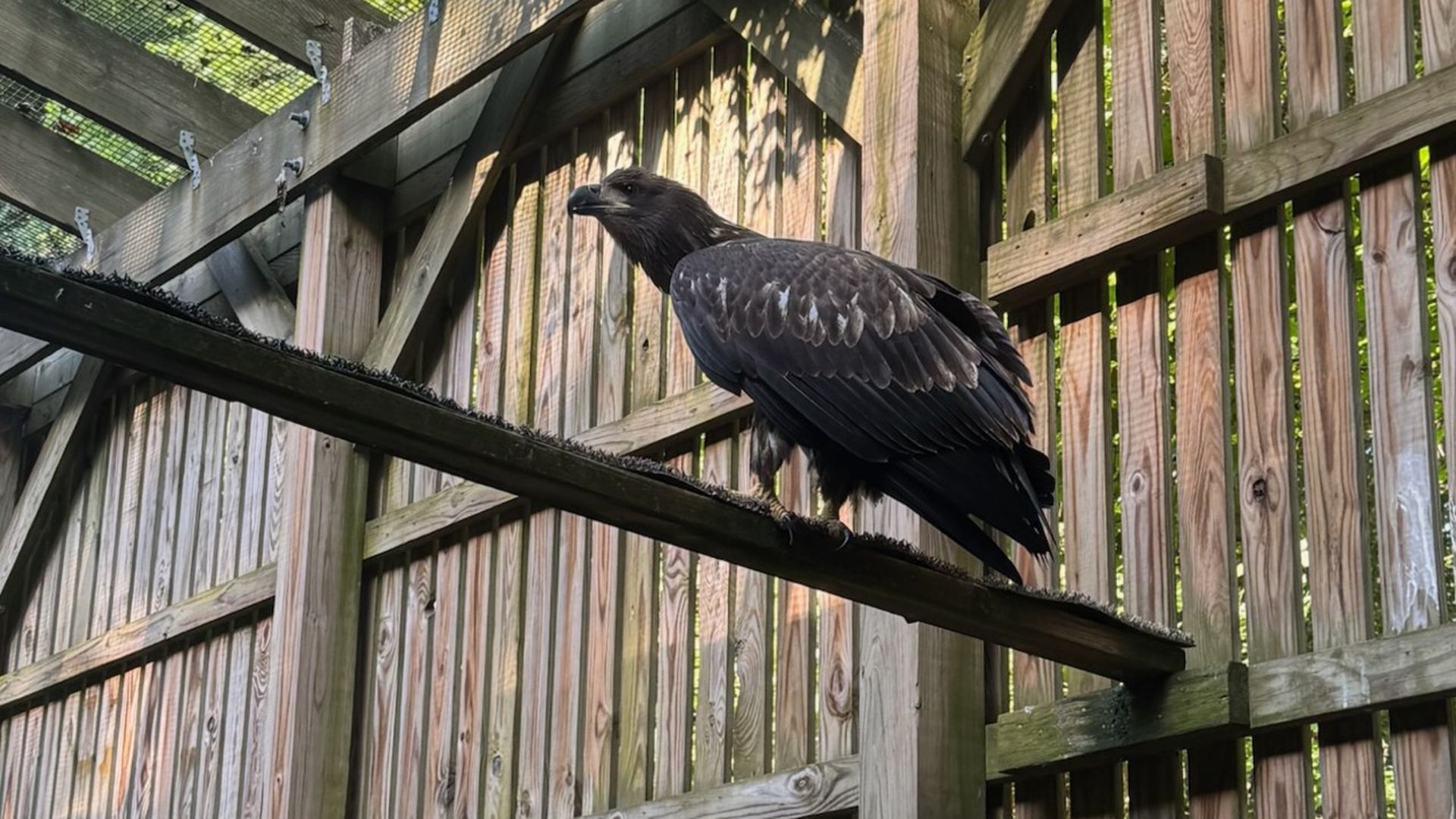 Large dark brown eagle juvenile perched on a wooden beam inside a wooden aviary with sunlight filtering through a mesh roof.