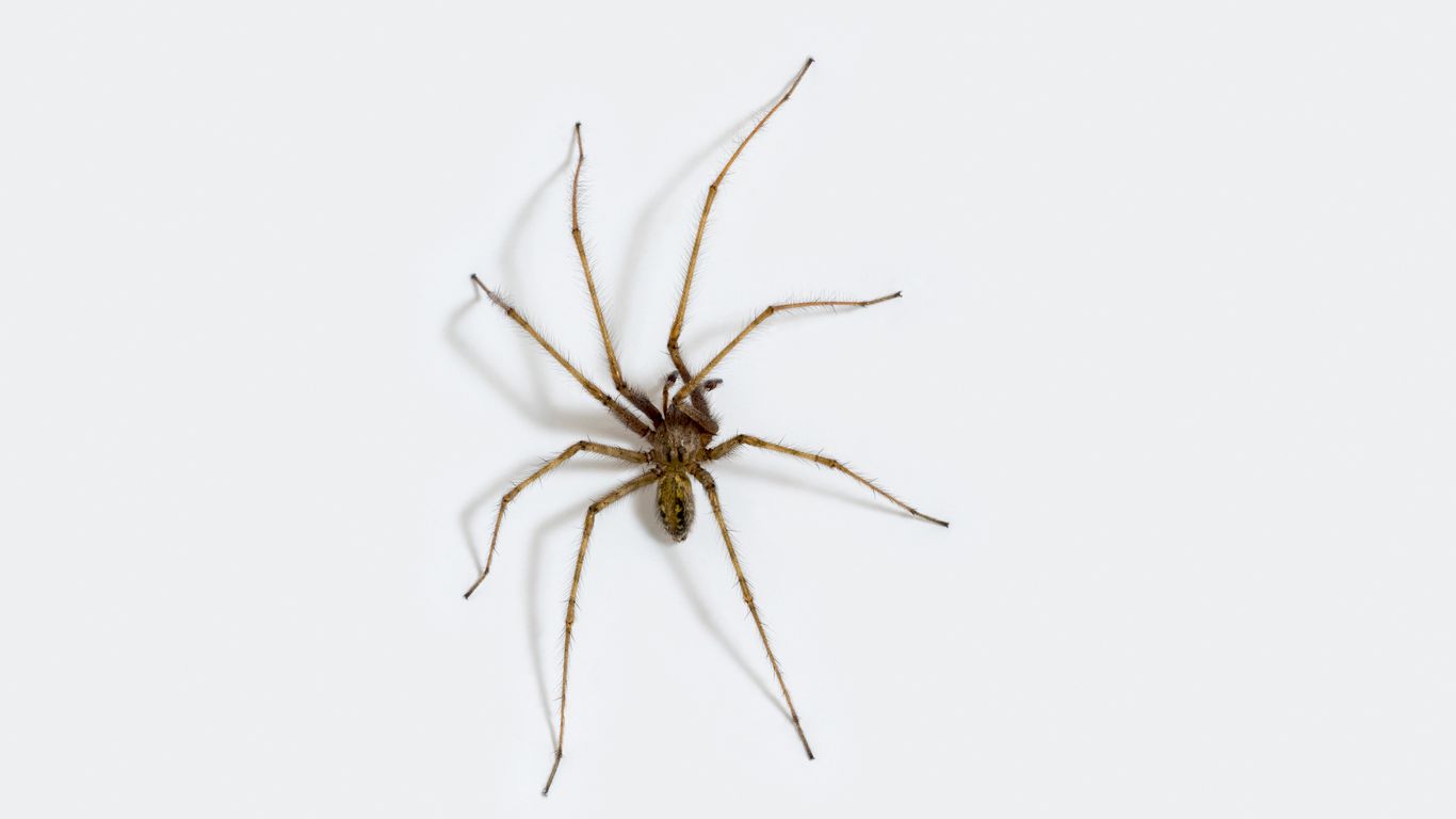 Mating season means giant spiders are on the move in Seattle - Axios ...