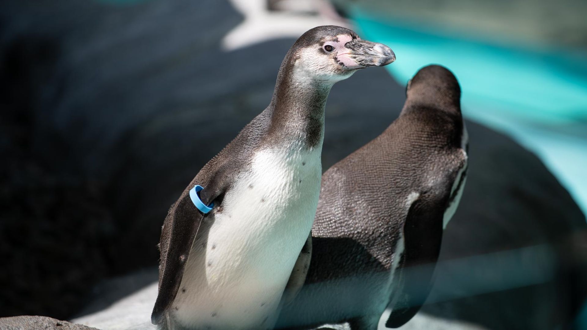 A Humboldt penguin with a blue arm band