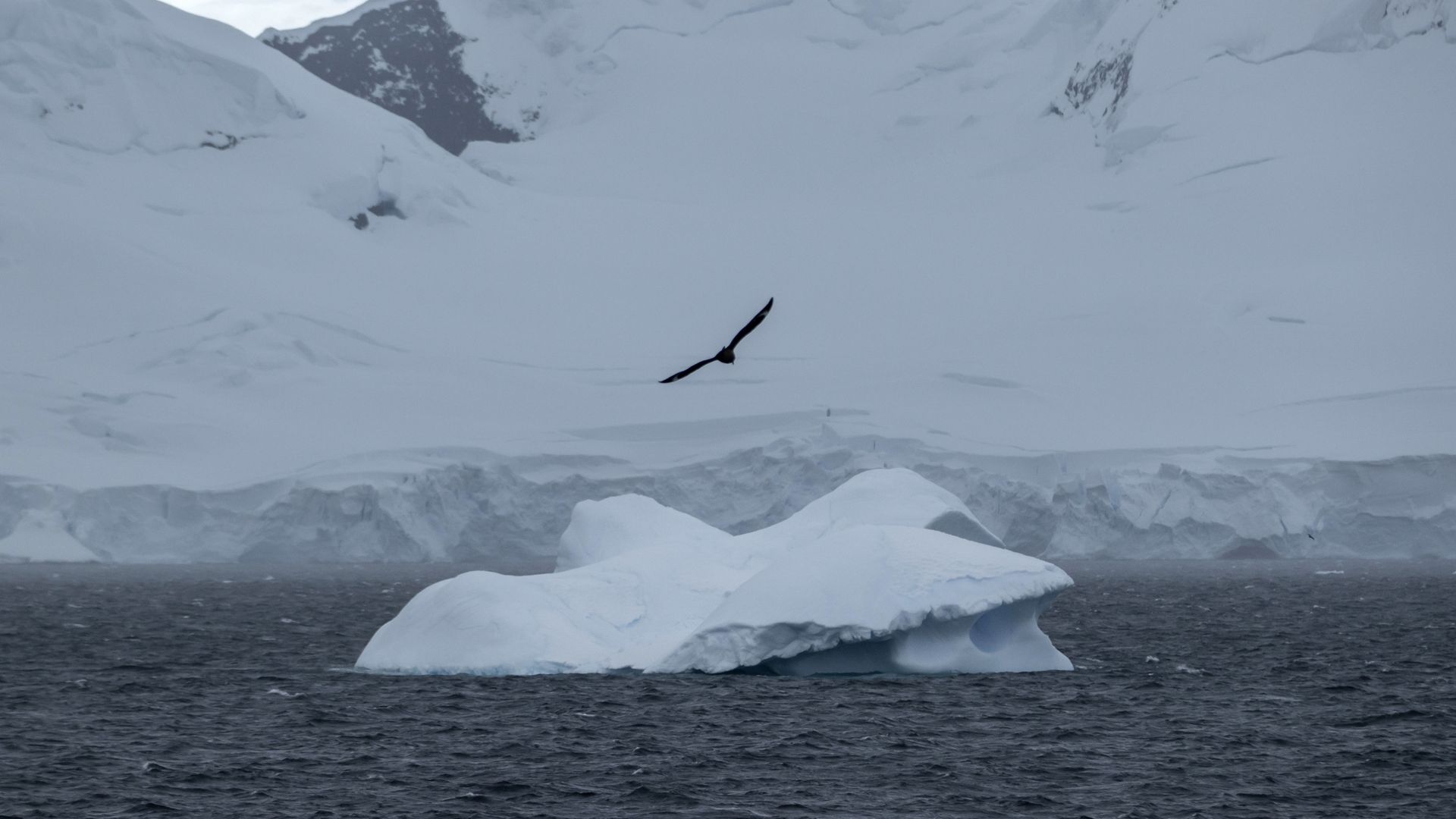 Photo of a drifting ice floe and a bird flying overhead