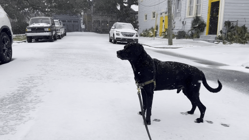 A black dog stands on a street in the snow.