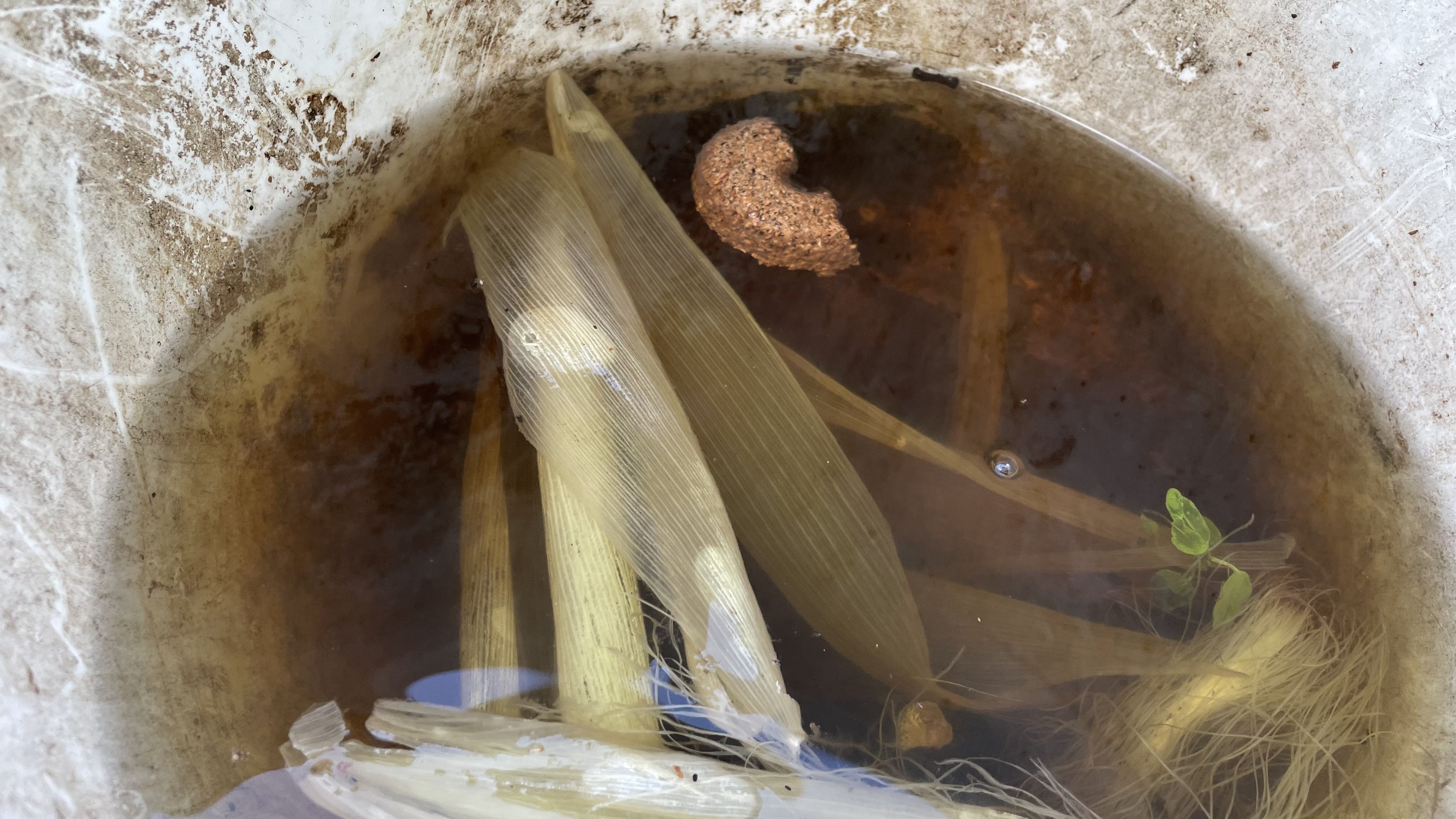 Close-up of a dirty white bucket filled with murky water, containing corn husks and silk, a piece of brown organic material, and a small green plant floating inside.
