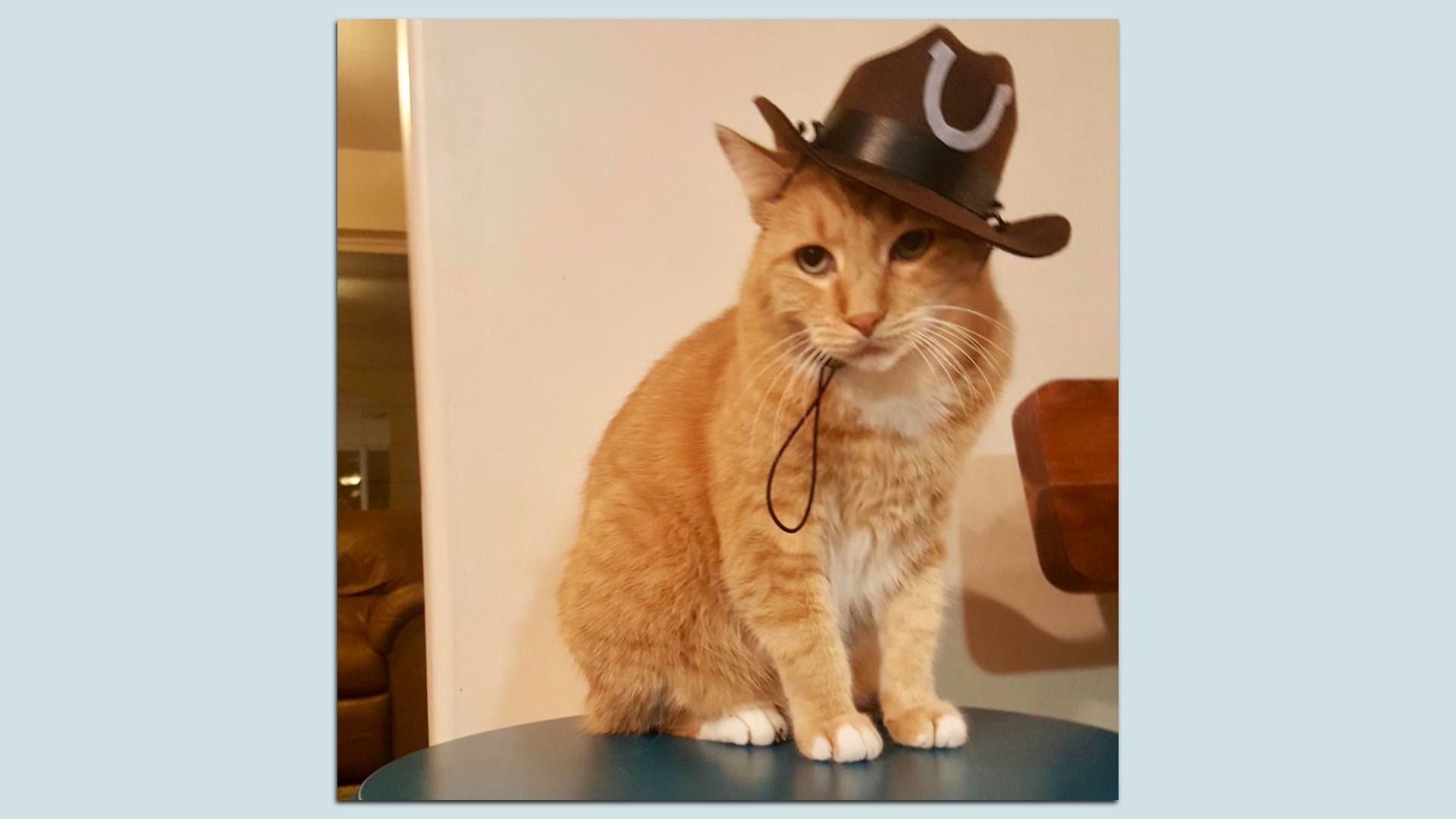 Orange tabby cat with white paws wearing a small brown cowboy hat with a horseshoe emblem, sitting on a blue surface indoors next to a beige wall and wooden furniture.