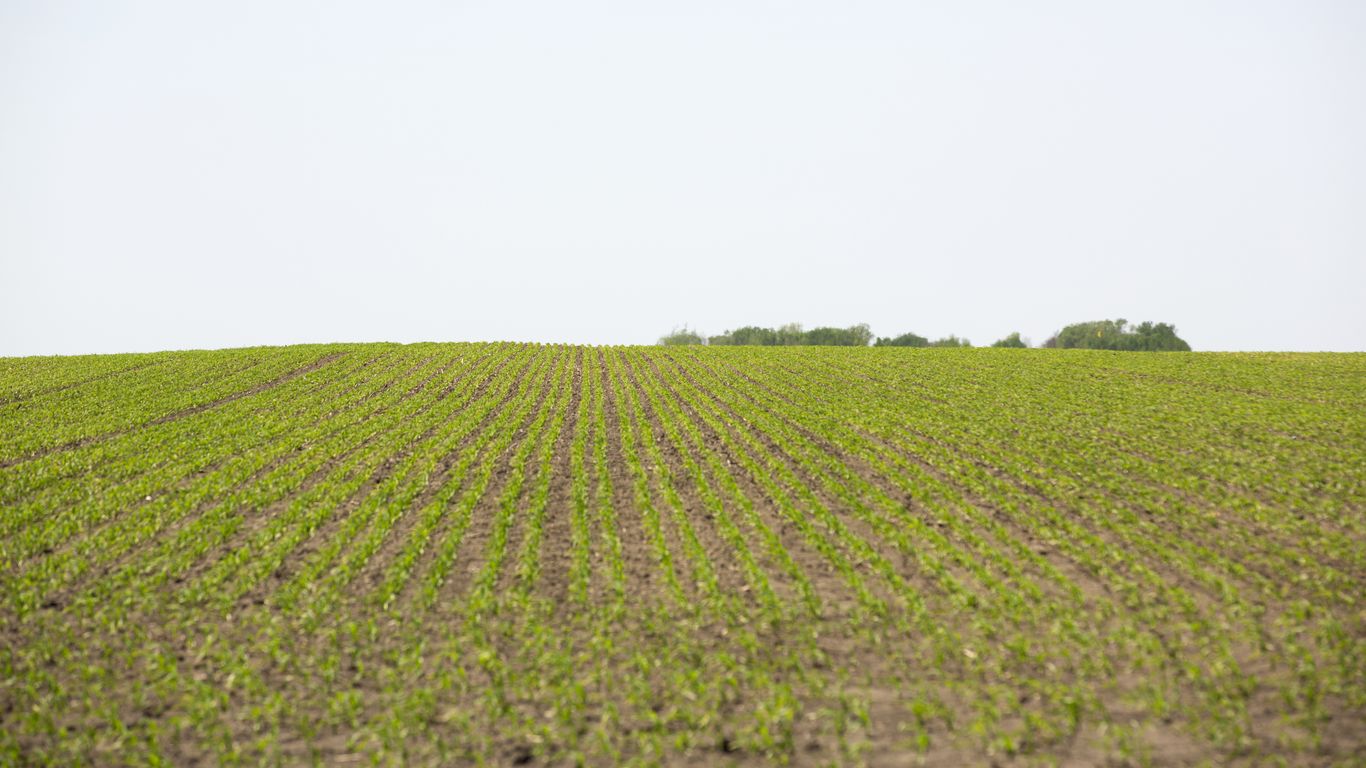 Iowa’s race for short, weather-sturdy corn