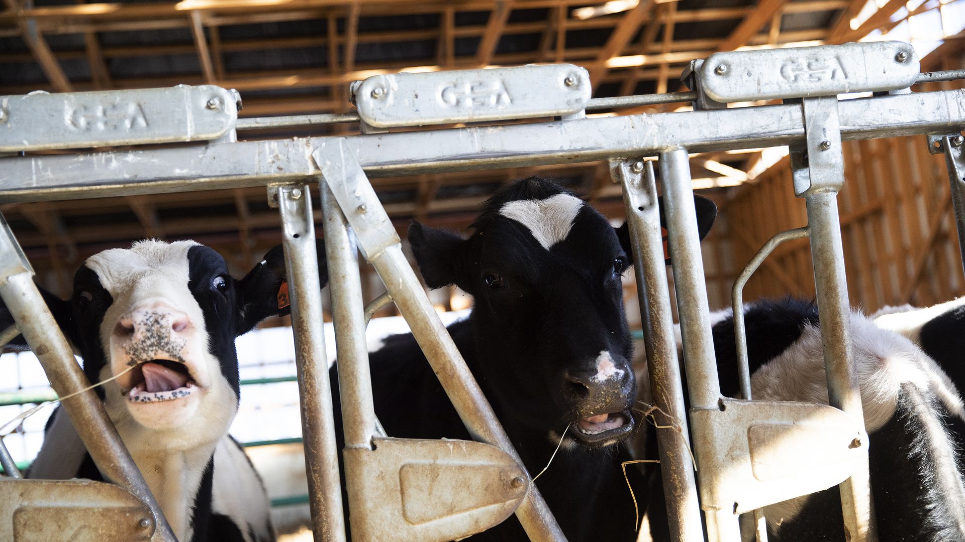 Hostein dry cows chew on hay at Sheepscot Valley Farm, an organic dairy farm in Whitefield.