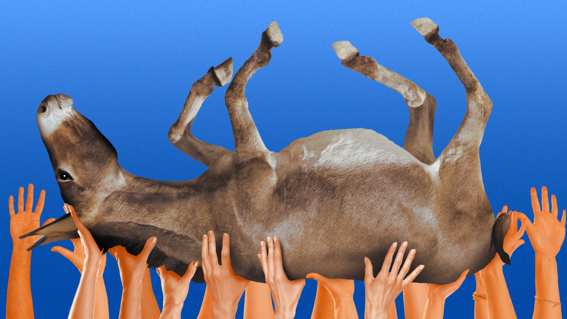 Illustration of multiple hands lifting a donkey on its back against a bright blue background.