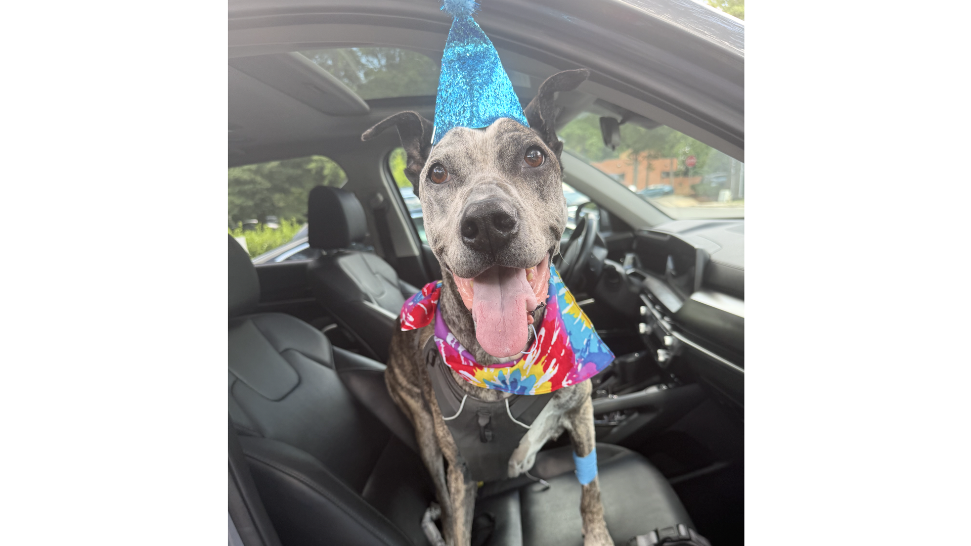 Brindle dog in the front seat of a car wearing a glittery blue party hat and a colorful scarf, smiling with its tongue out and looking at the camera.