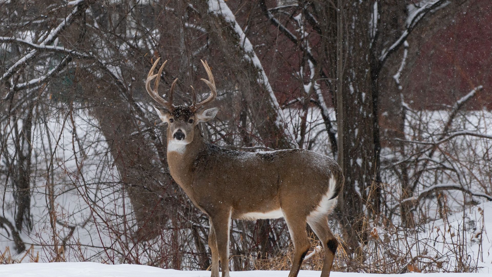 A deer in the snow