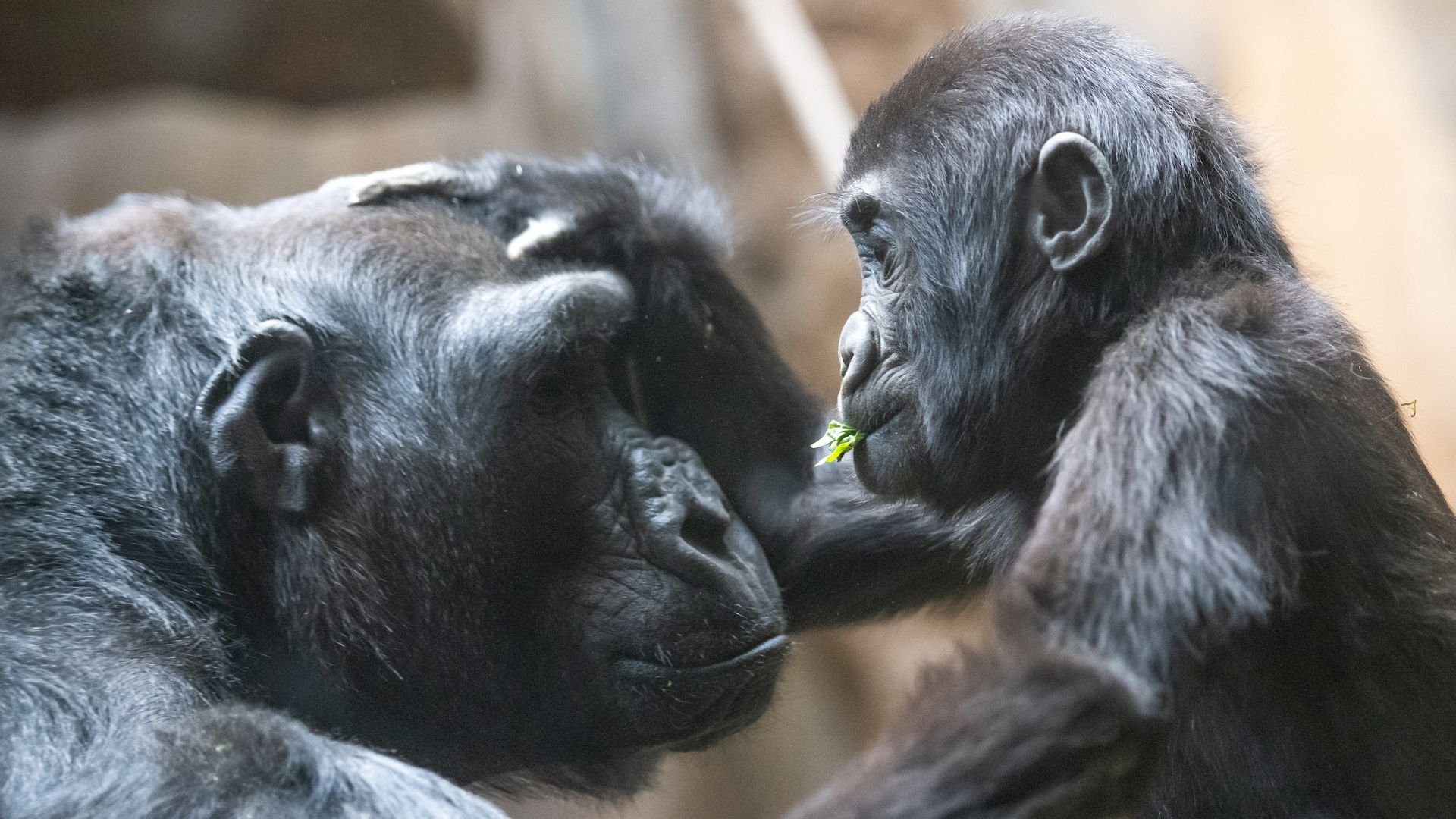 A baby gorilla looks into the eyes and touches the head of a mother gorilla. 