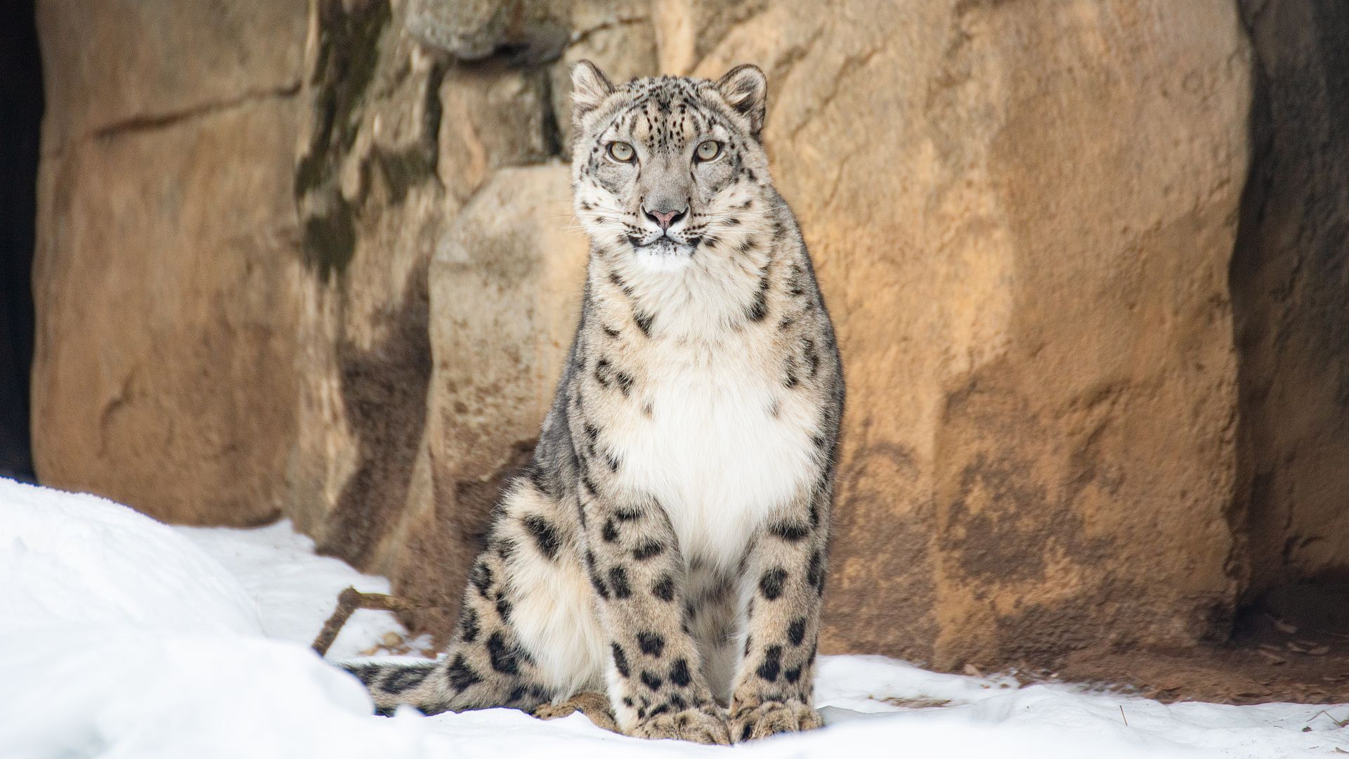 Snow leopard