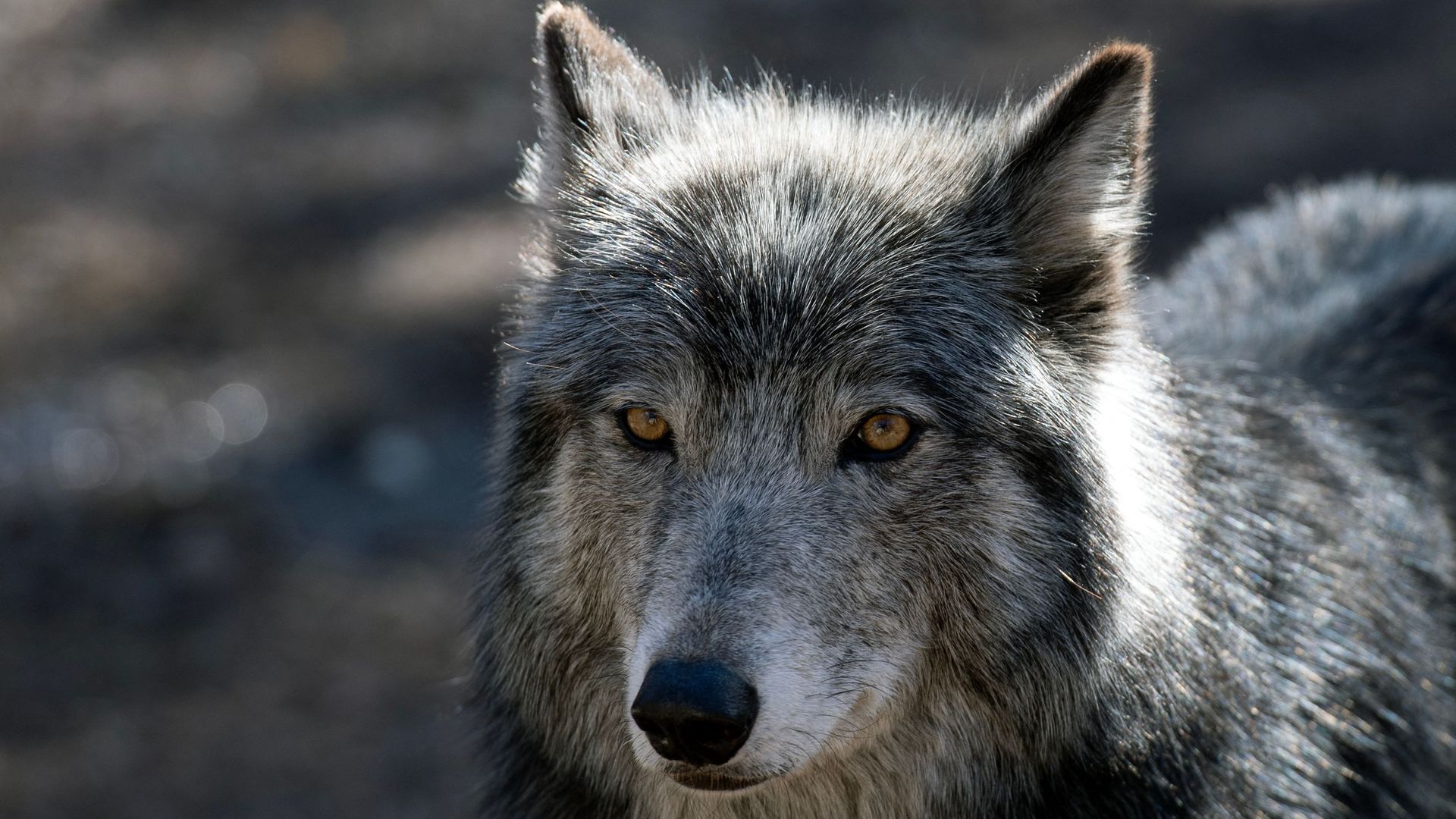 A captive wolf stands inside its enclosure at the Colorado Wolf and Wildlife Center in Divide. Photo: Jason Connolly/AFP via Getty Images