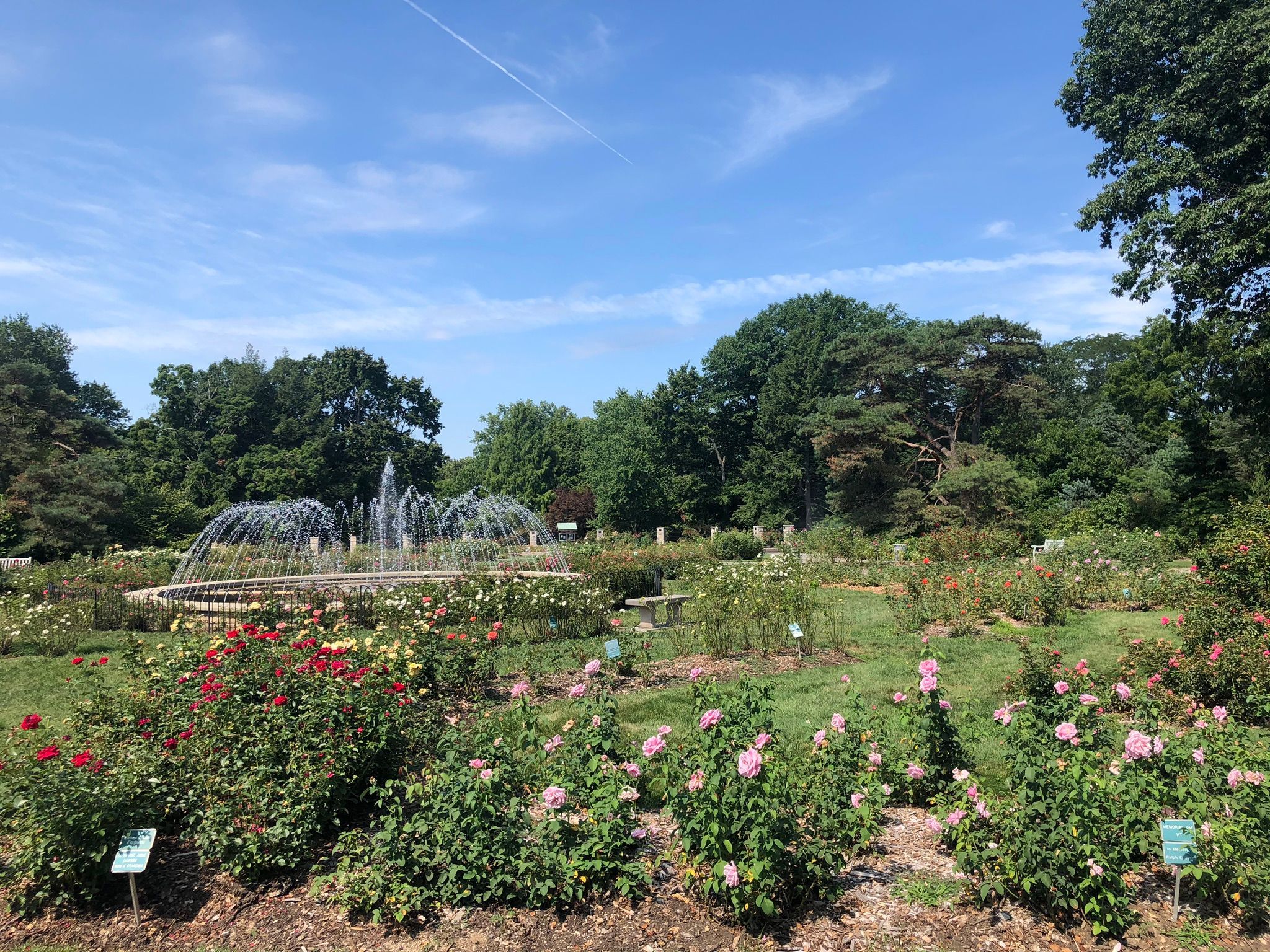 Rose bushes surround a fountain