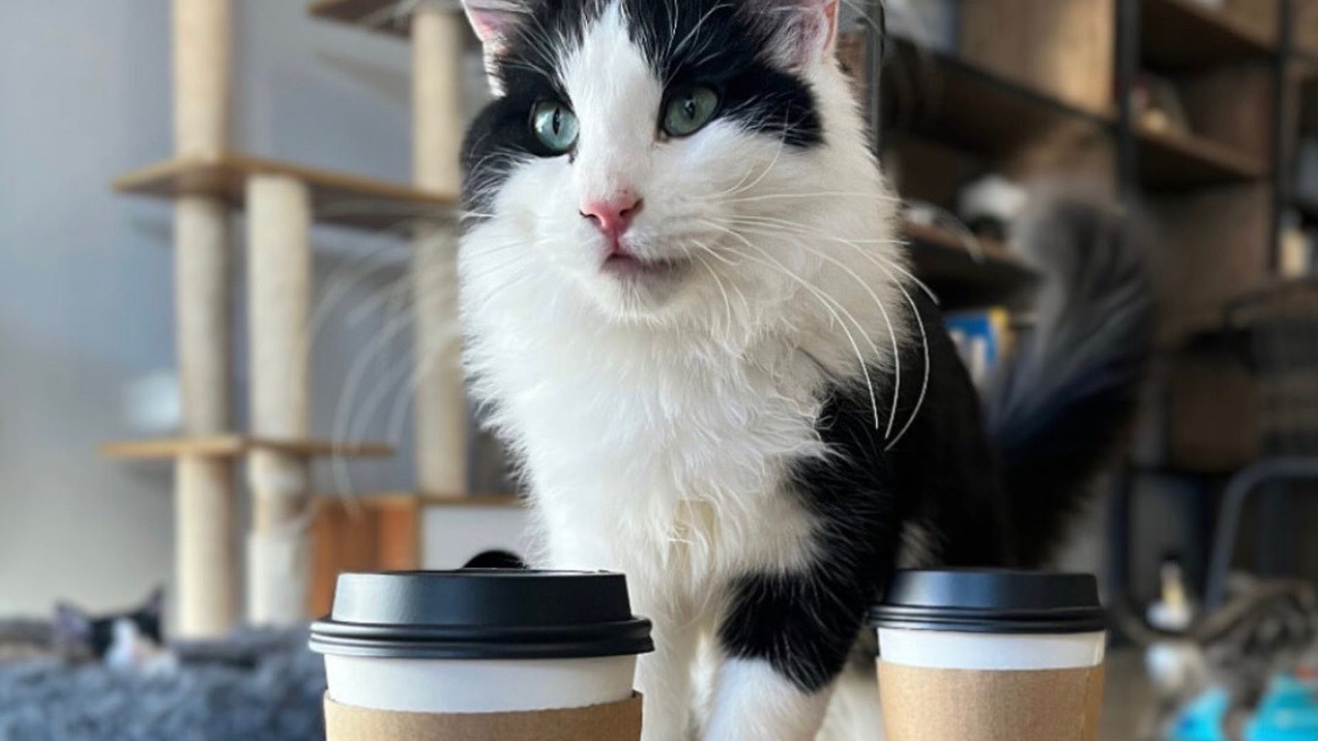 Resident of Whiskers Cat Cafe. 