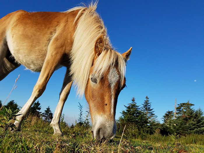 Pony at Grayson Highlands hiking in charlotte hikes