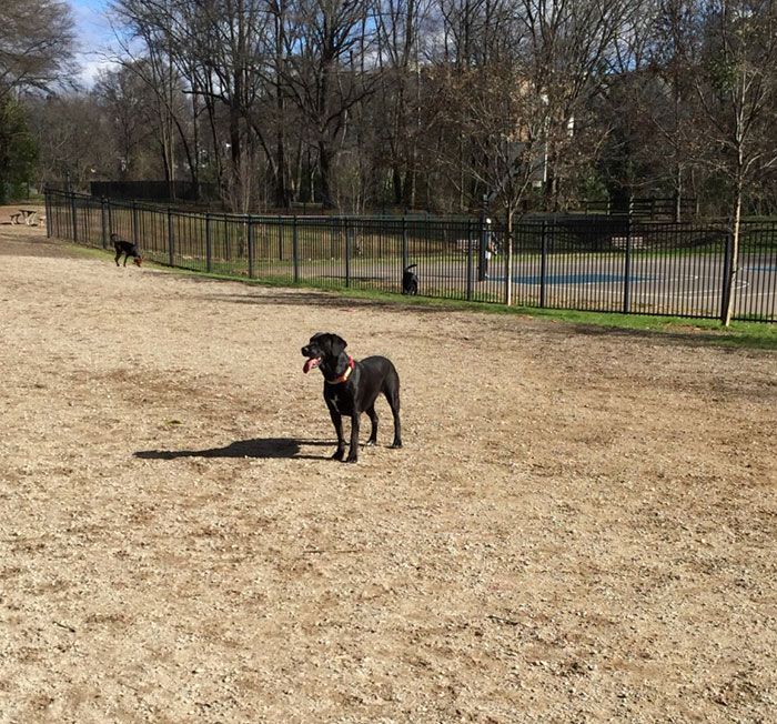 11 reasons dog parks are like bars for the K 9 variety Axios