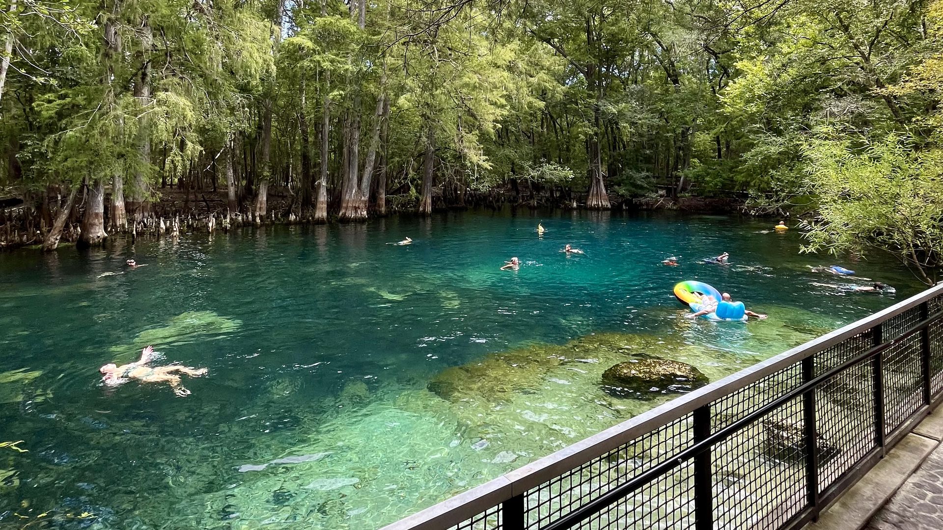 Swimmers in a turquoise-blue swimming hole surrounded by cypress trees.