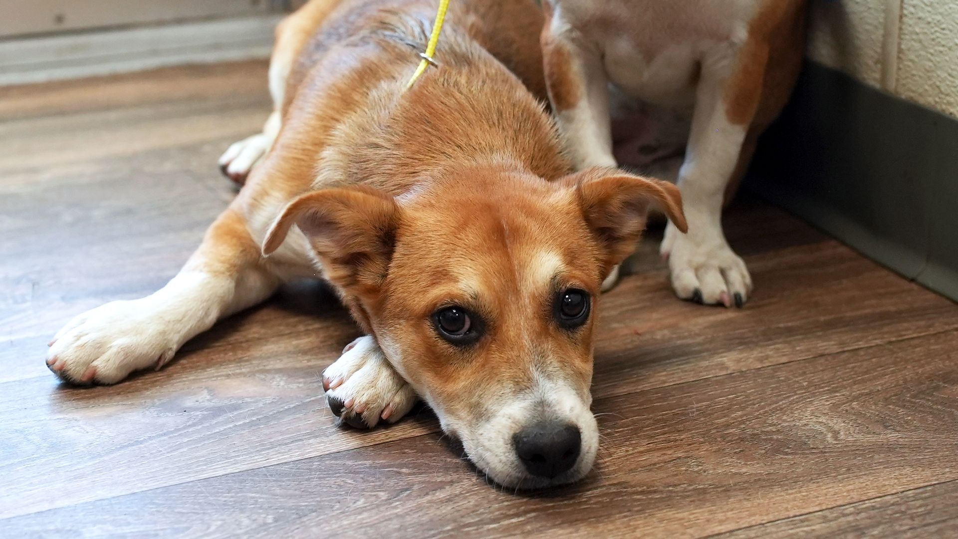 Brown dog with a yellow collar lies on a wooden floor, front paws stretched forward, gazing up with large dark eyes; ears relaxed near a wall.