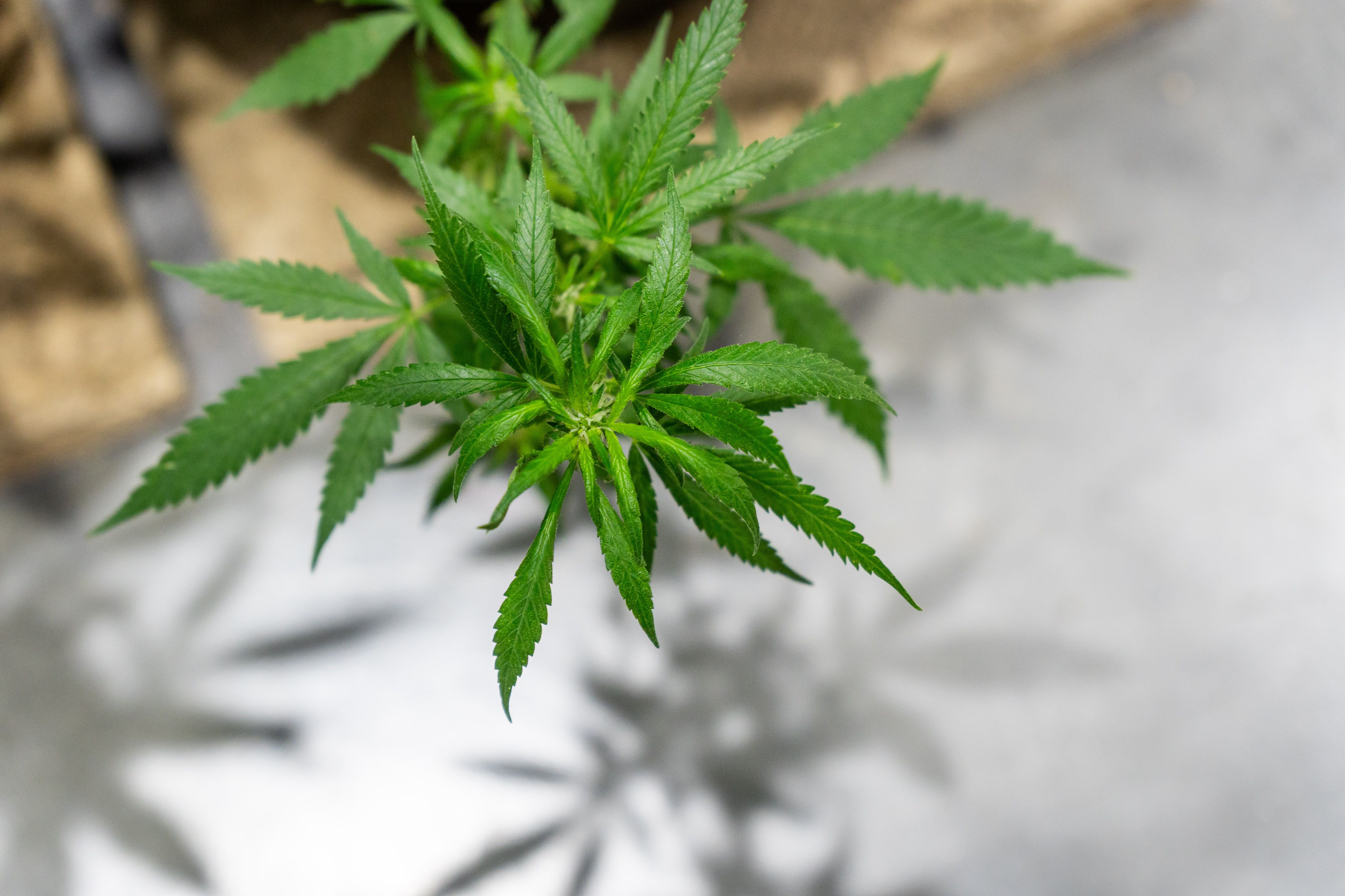 Trump signals marijuana pivot. Here's how federal and state cannabis laws work