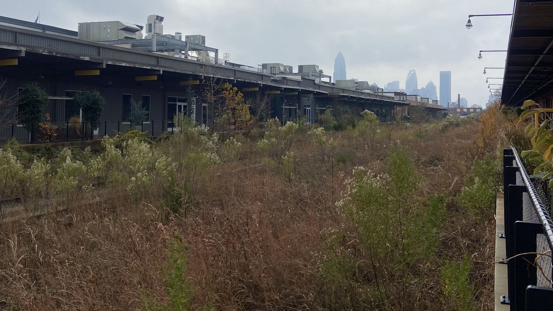 Camp North End plants