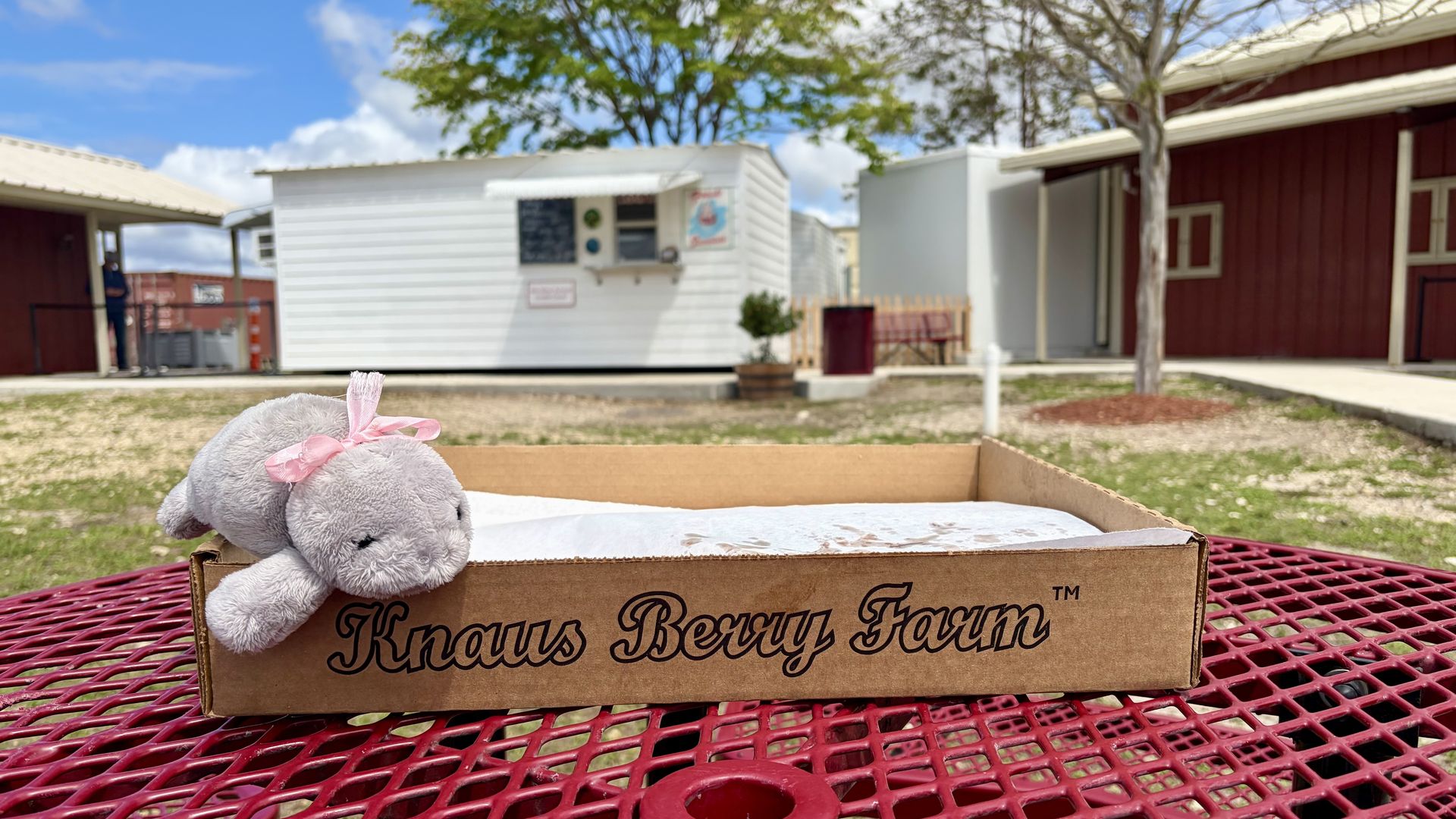 A gray plush manatee with a pink bow sits in a cardboard box labeled "Knaus Berry Farm."