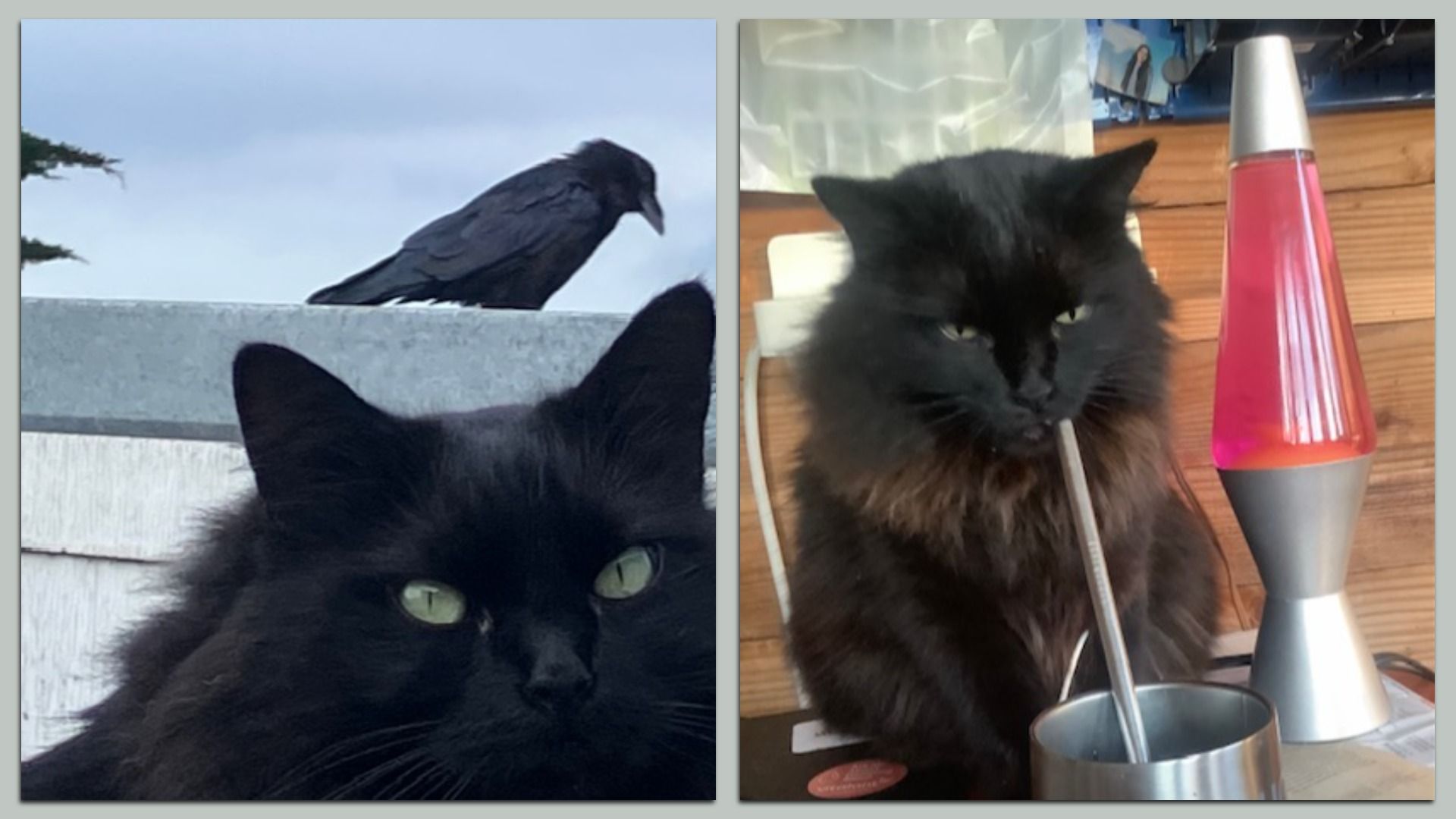 Two-panel image: left shows a black cat with green eyes on a fence outdoors, a raven perched above. Right shows a fluffy black cat indoors, sipping from a straw near a pink lava lamp.