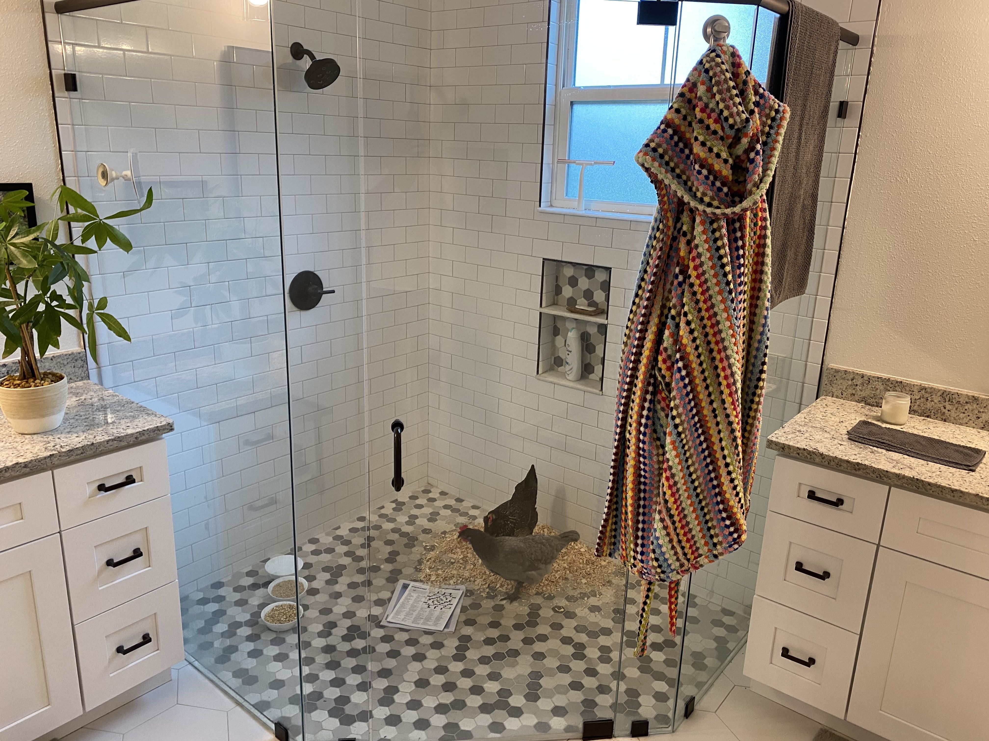 Ben Montgomery's chickens shelter in the shower.