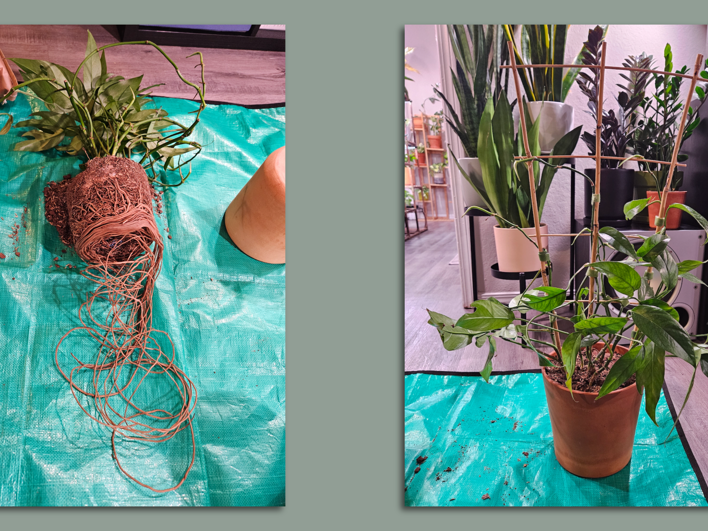 How to save your root-bound houseplants by repotting them - Axios Atlanta
