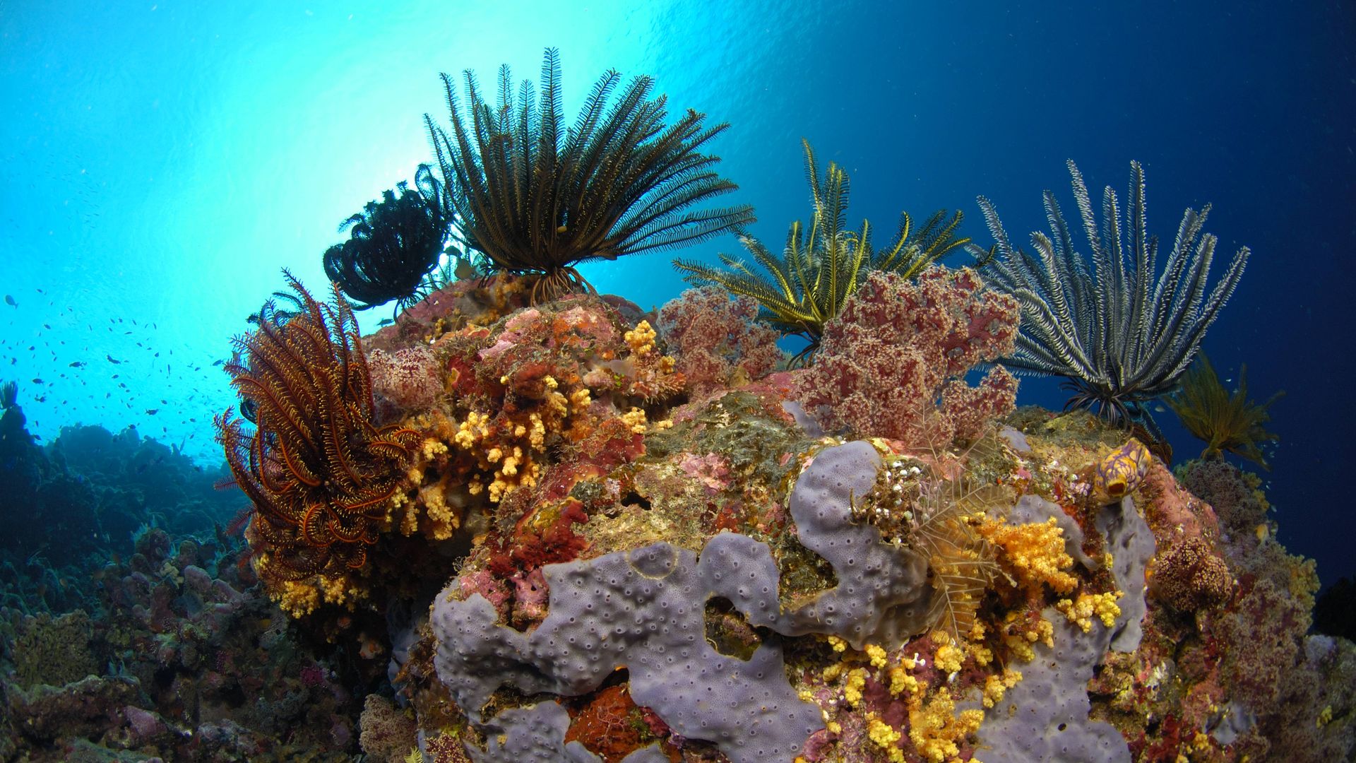Coral reef with feather stars (Comanthina nobilis). New Britain Island, Papua New Guinea. Solomon Sea.