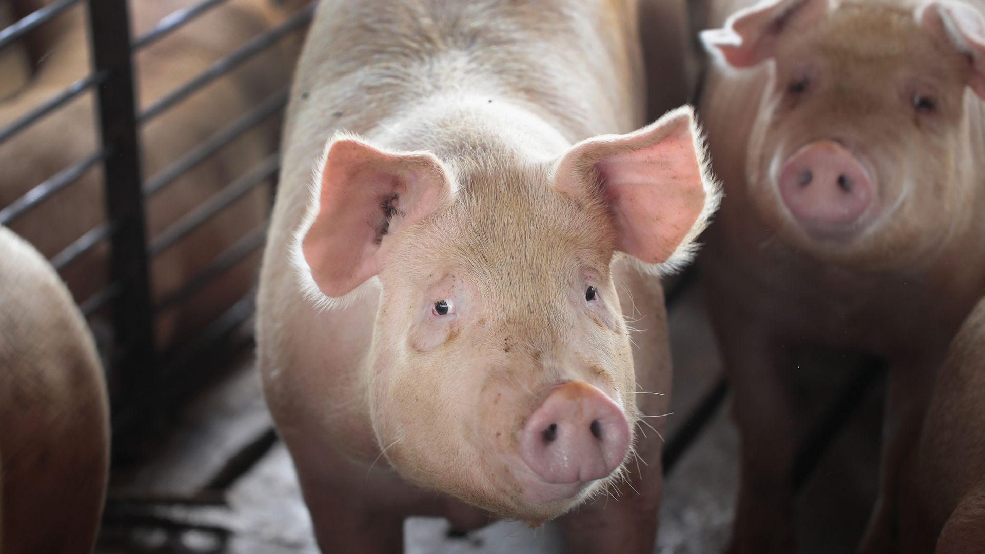 Photo of a healthy pig