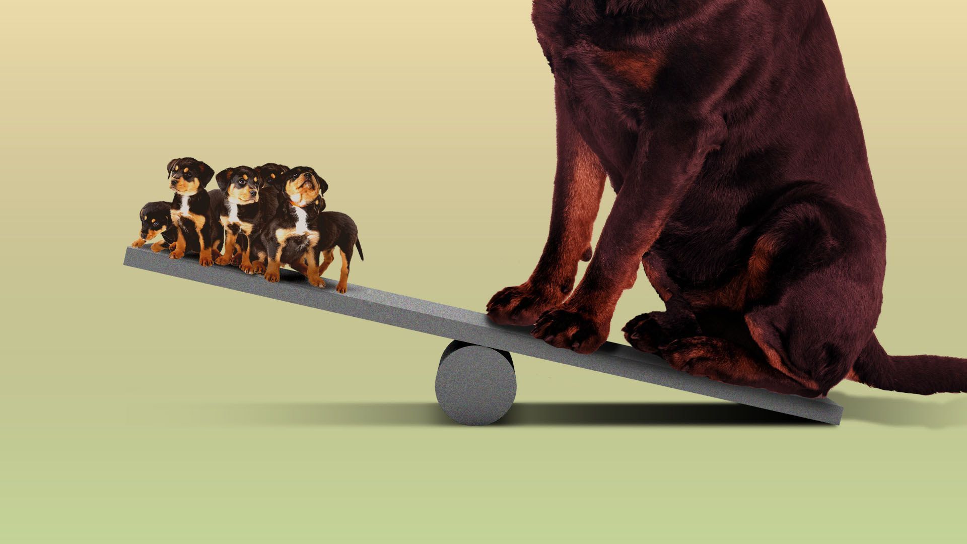 A large dog on a seesaw with a bunch of puppies on the other side of the seesaw. The large dog is winning. 