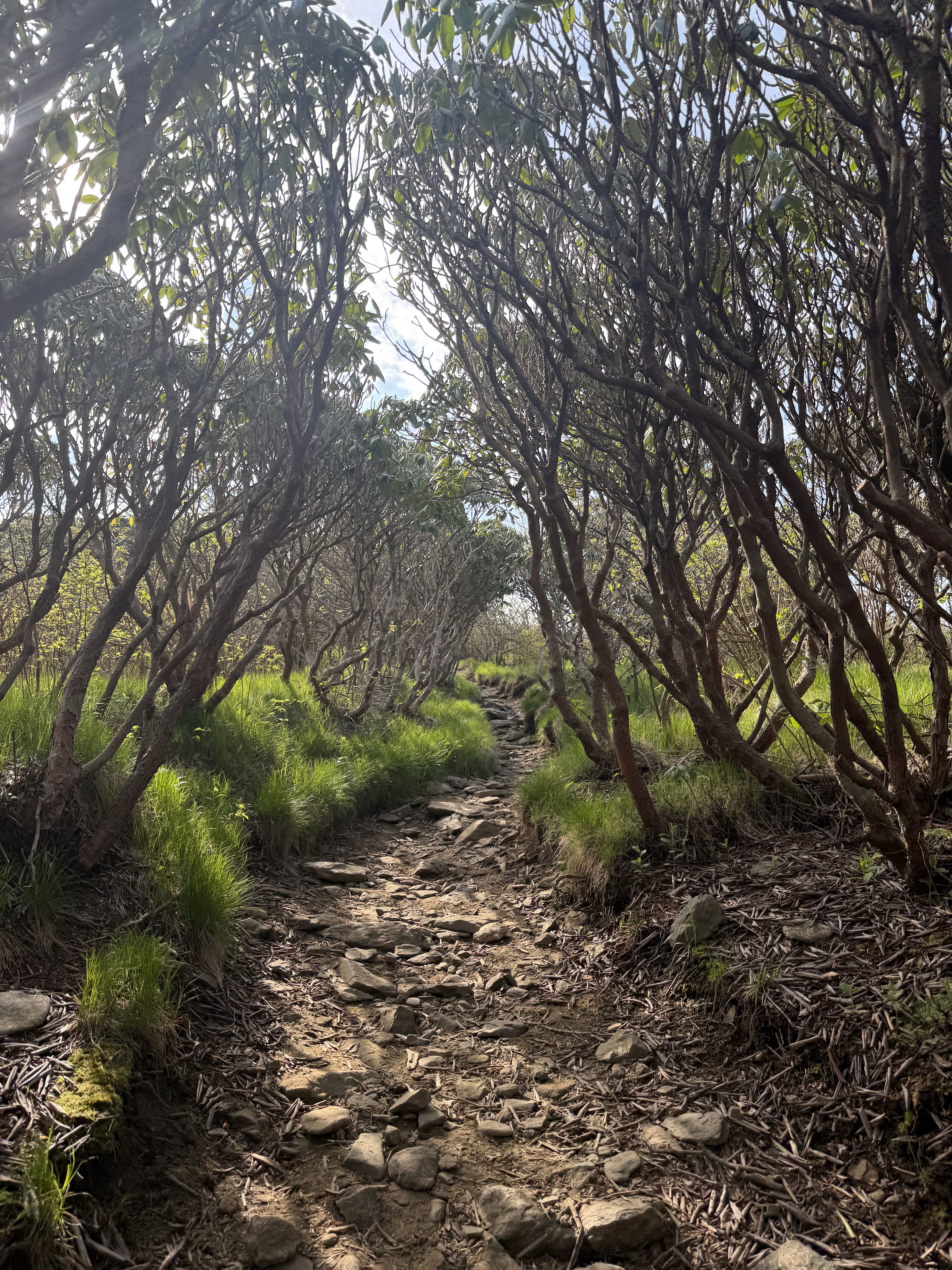A sunlit dirt path winds through a tunnel of twisted trees, their branches forming an arch overhead. Green grass lines the sides as sunlight filters through the leaves.