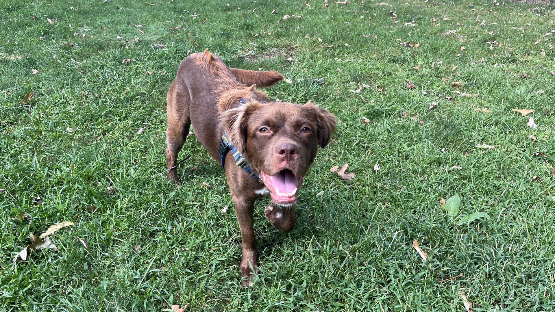 Everett's dog, Rufus, stands on grass
