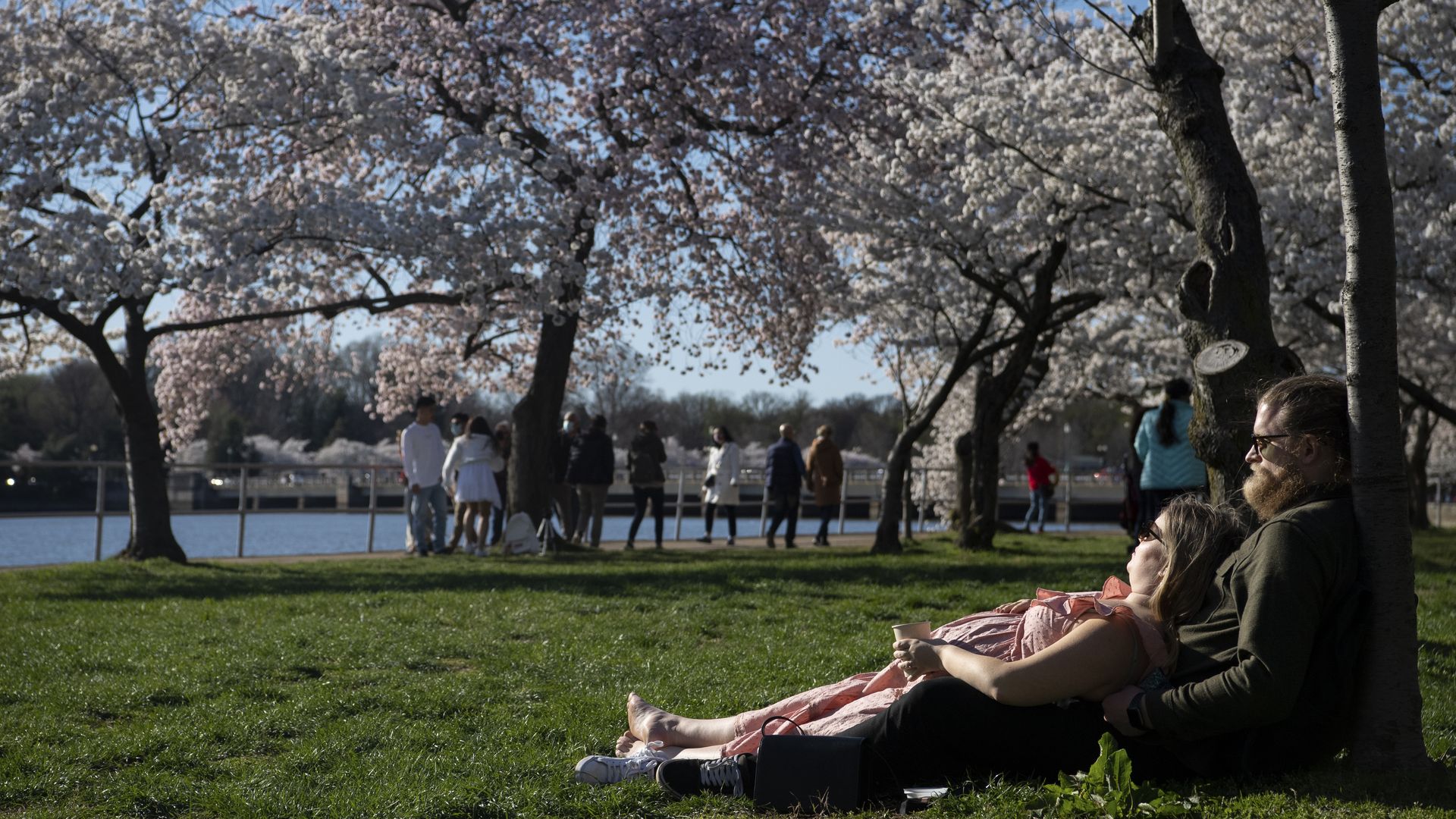 People relax on the lawn under blooming cherry blossom trees.