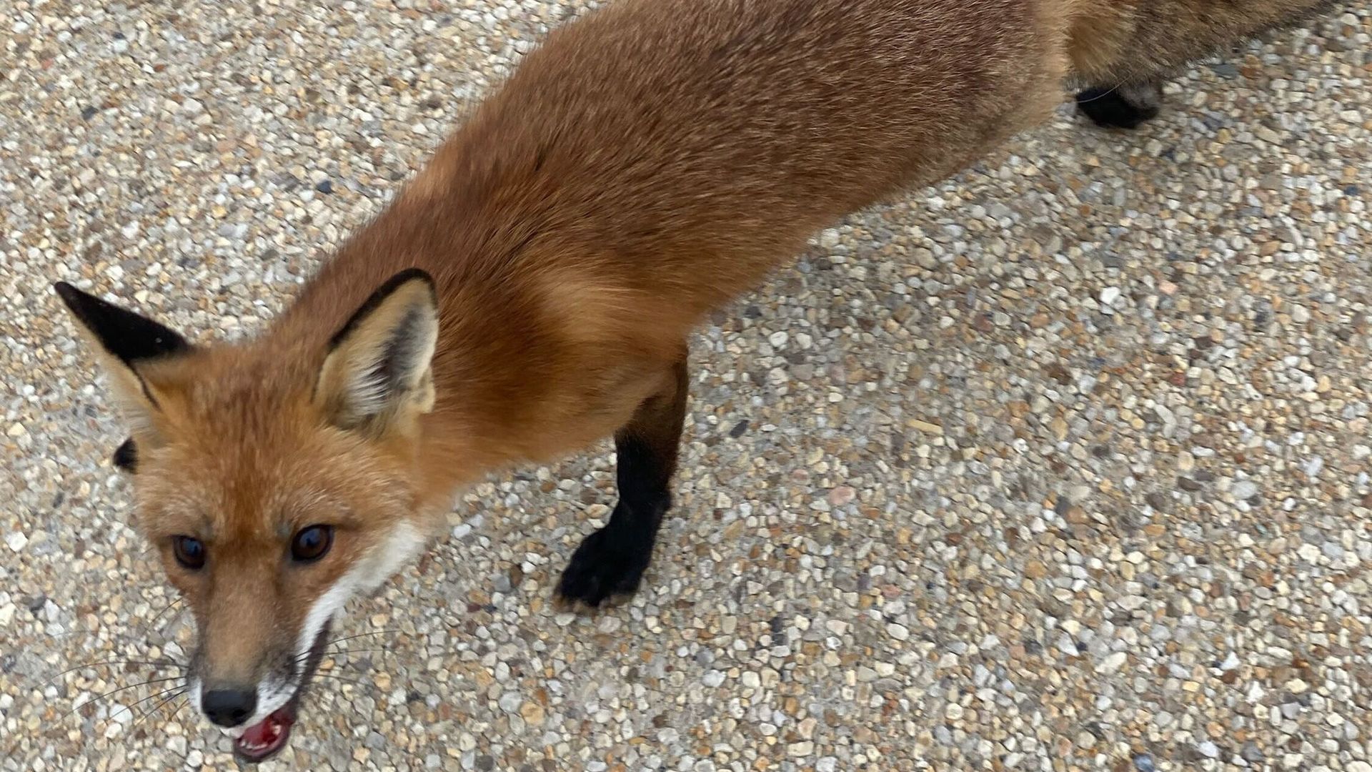 The Capitol Hill fox